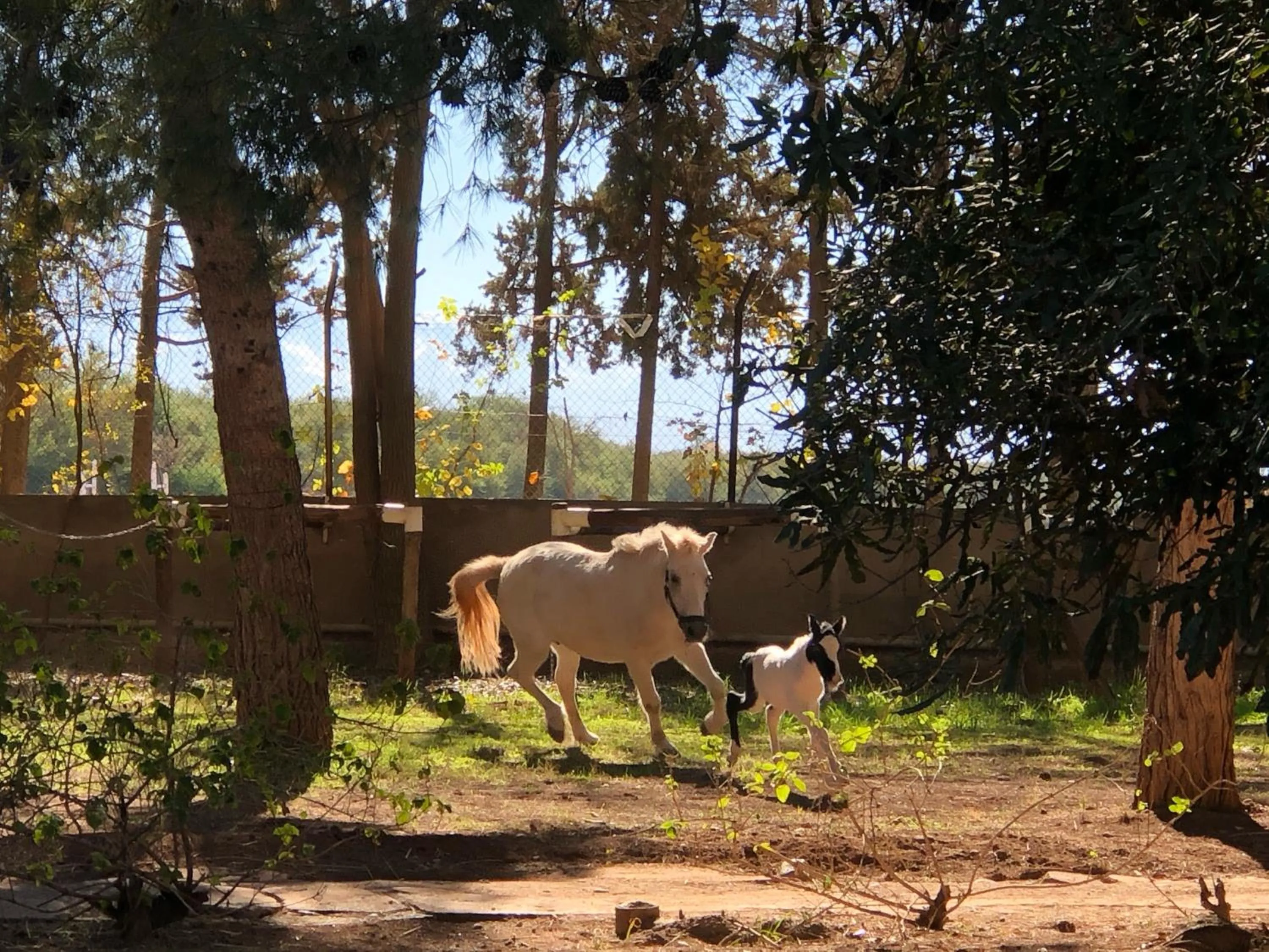 Activities in La Vie En Rose - Horses & Dogs House