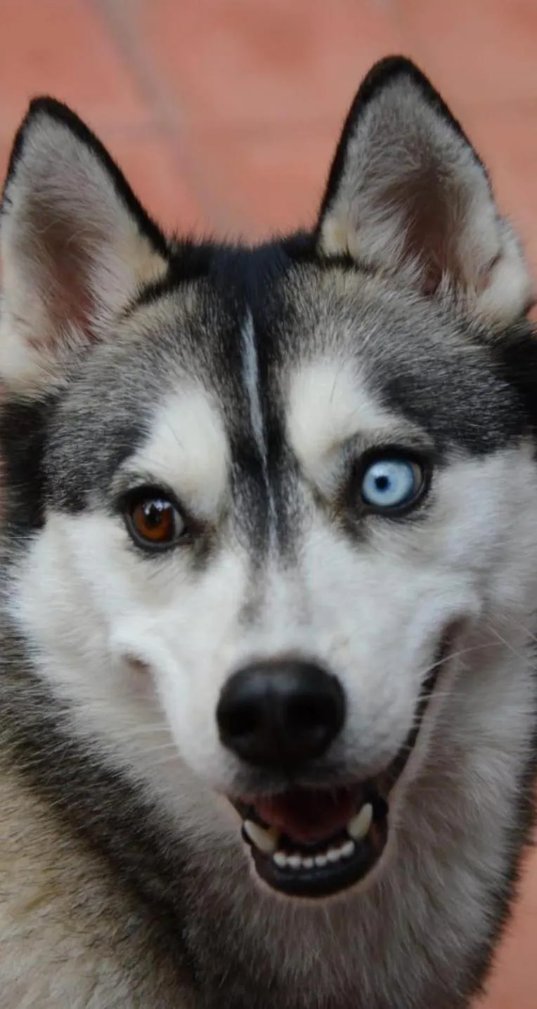 La Vie En Rose - Horses & Dogs House