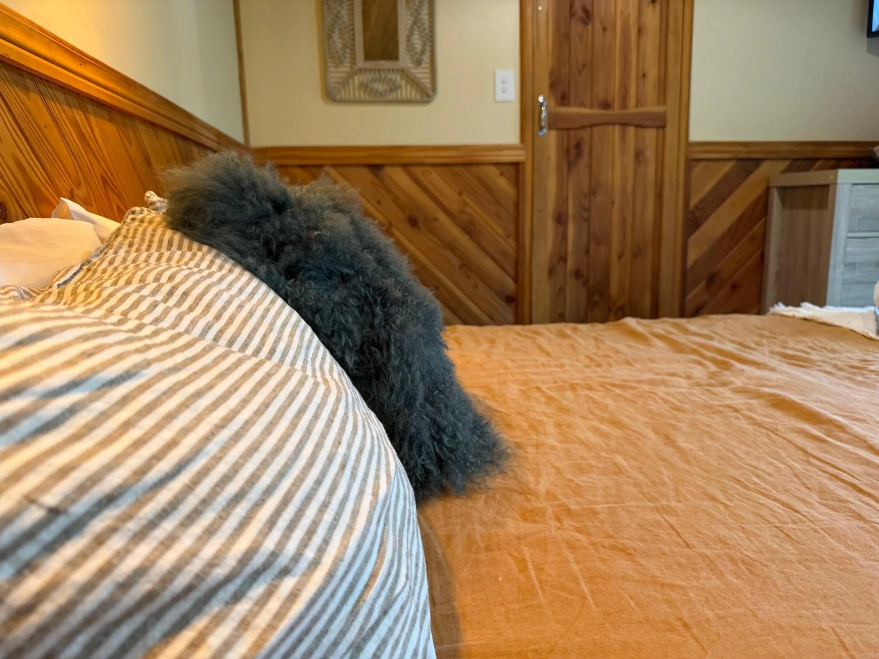 Bed in Te Anau Lakefront Backpackers