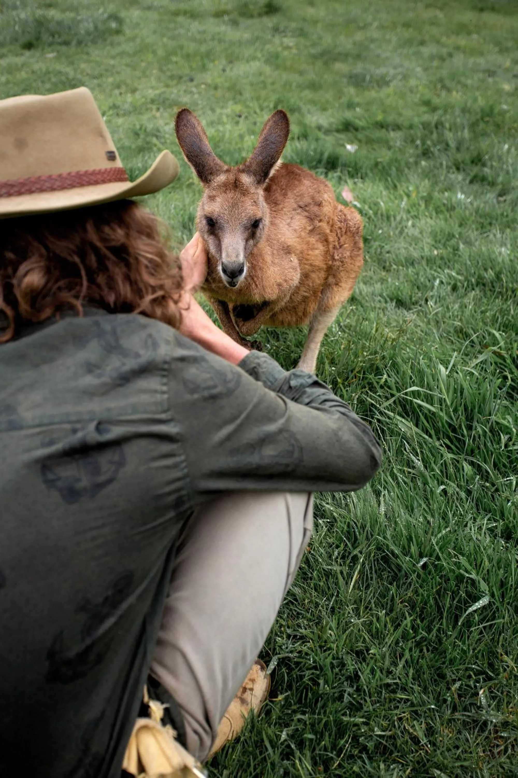 Animals in BIG4 Iluka on Freycinet