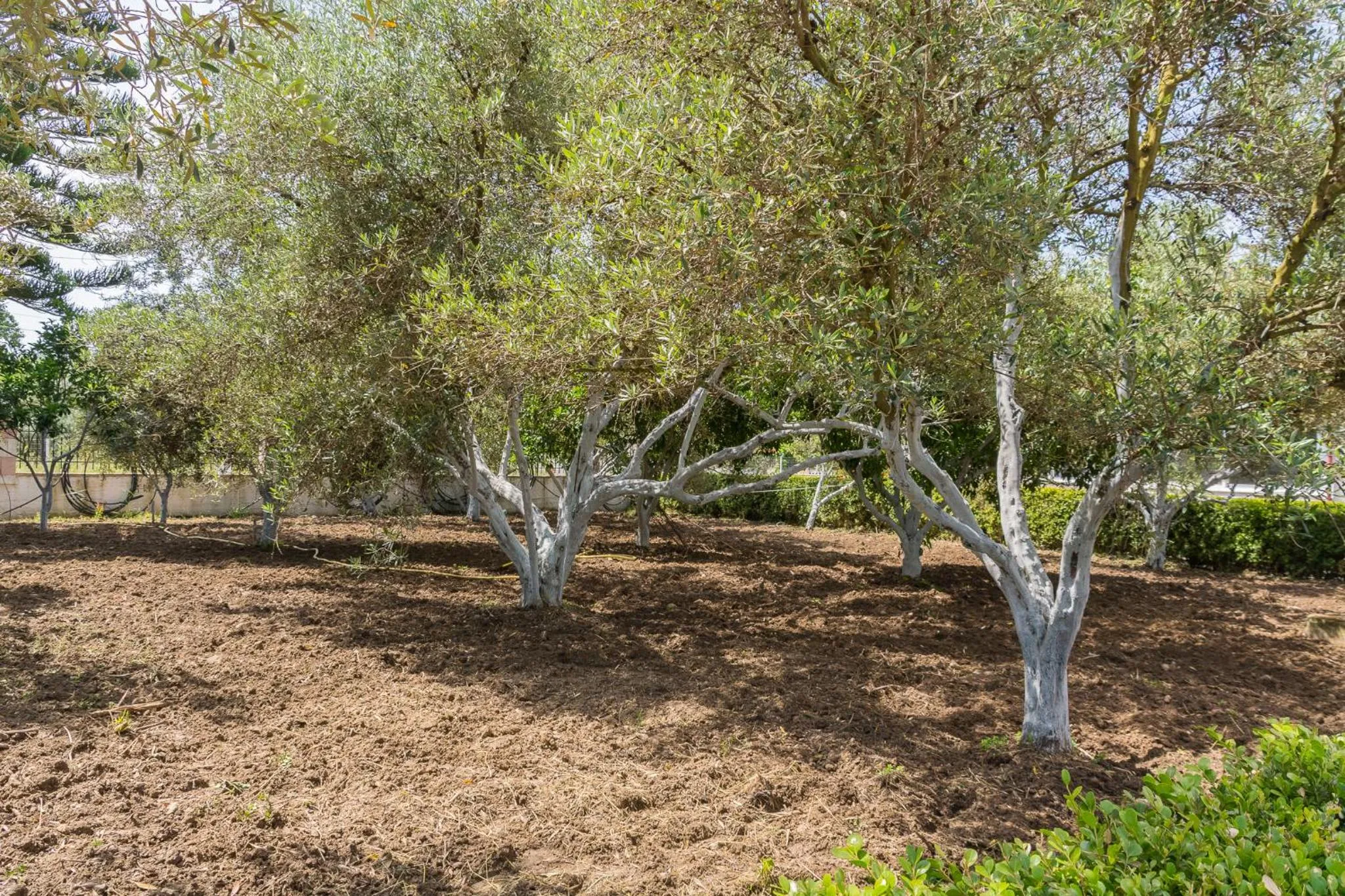 Garden in Chandris Apartments