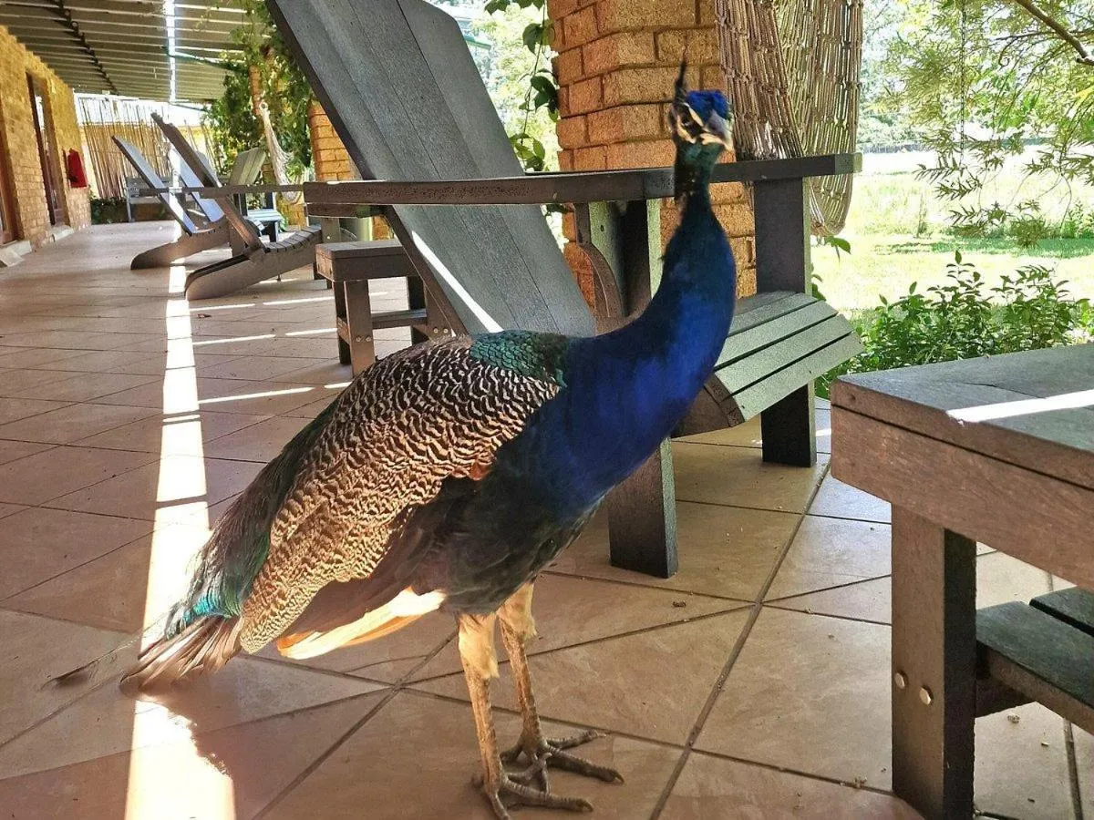Patio in Airport Bird & Game Lodge