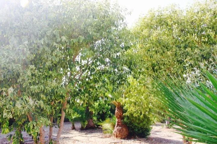 Gli Allori - Fuga dalla città