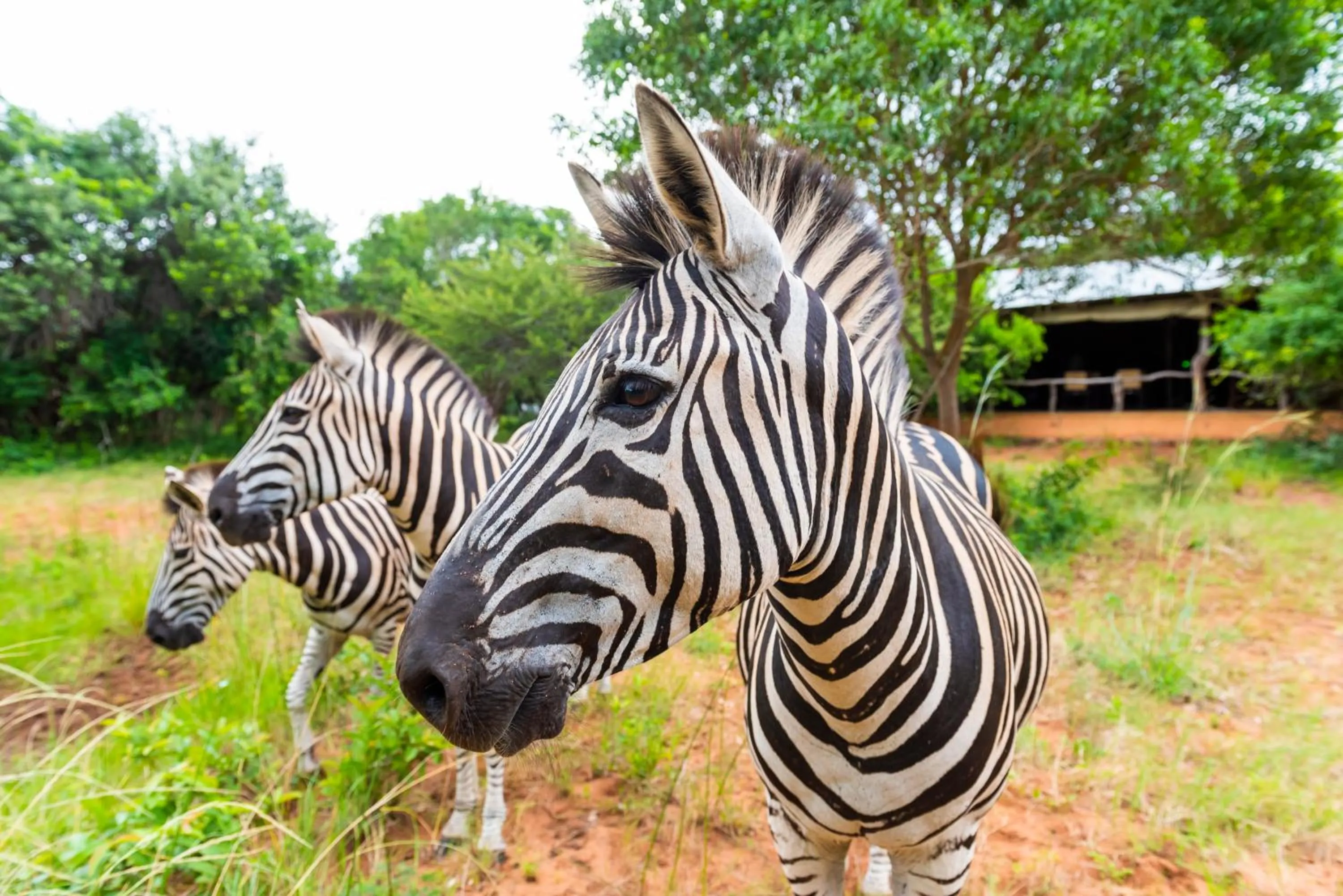 Animals in Leopard Walk Lodge