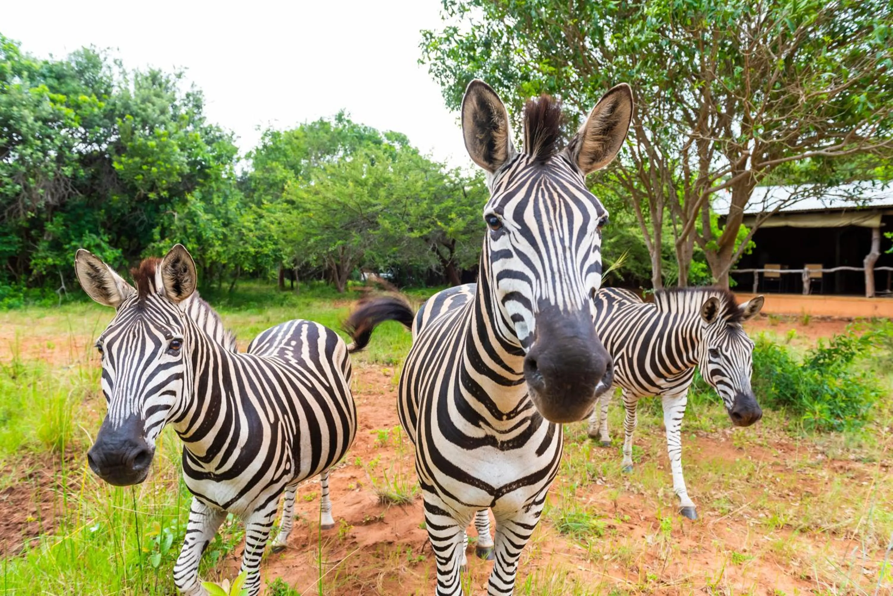Animals in Leopard Walk Lodge