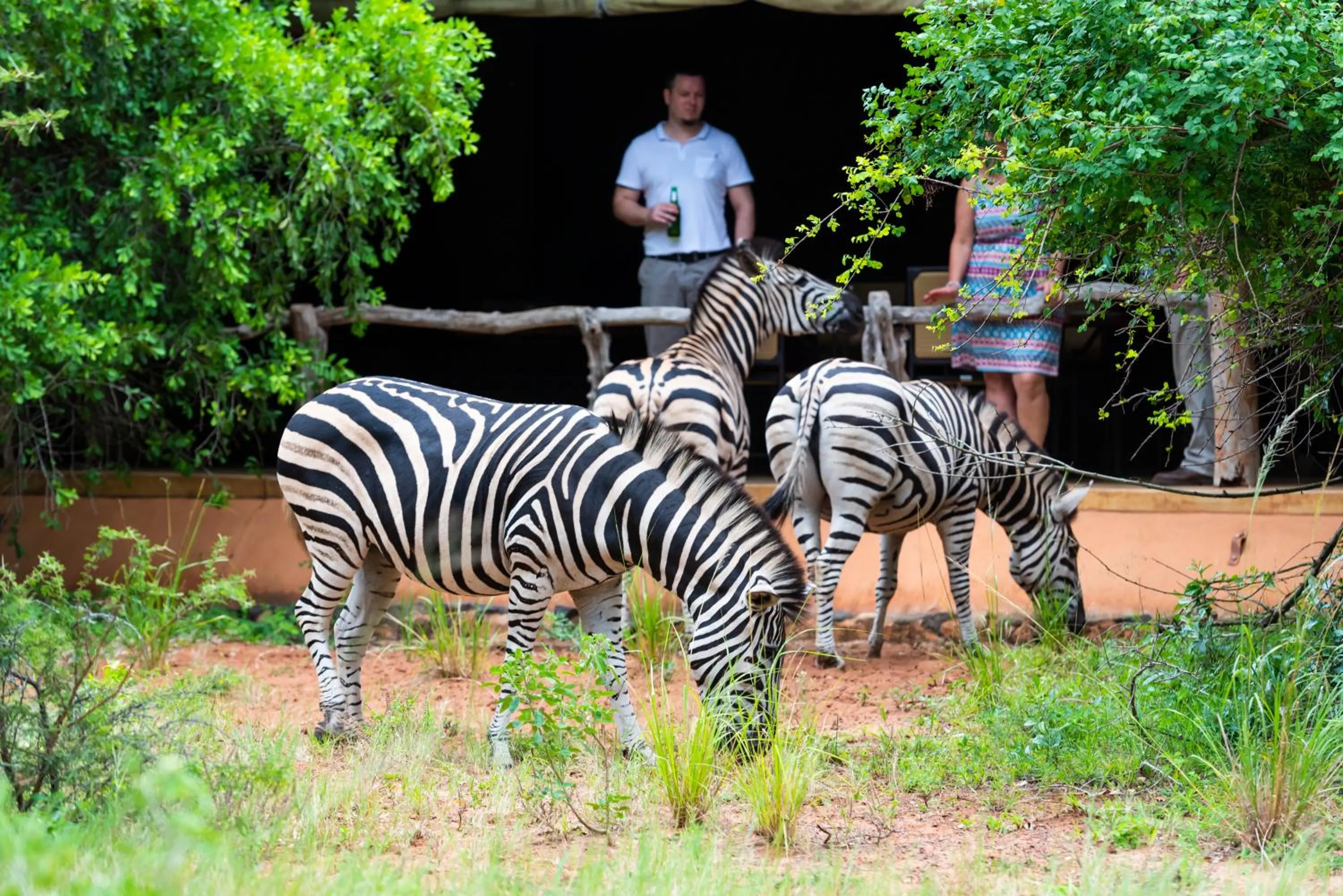 Animals in Leopard Walk Lodge