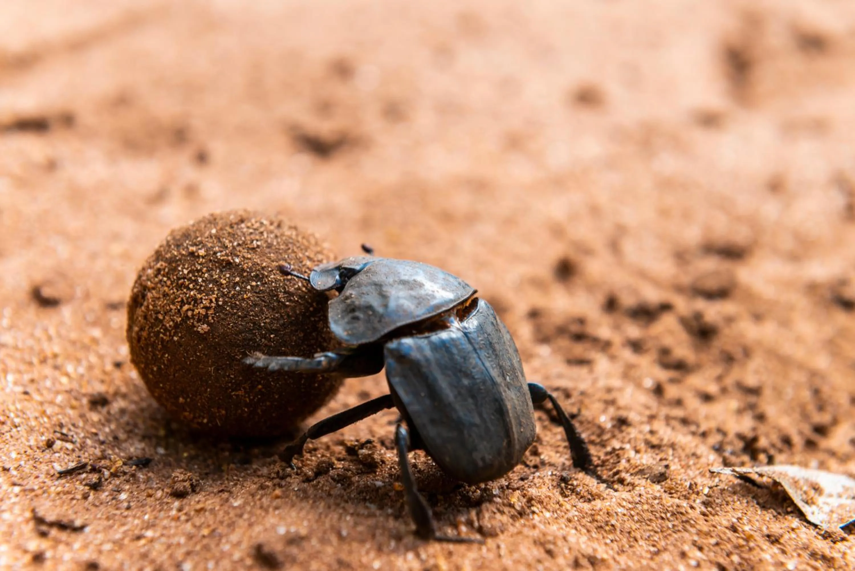 Animals in Leopard Walk Lodge
