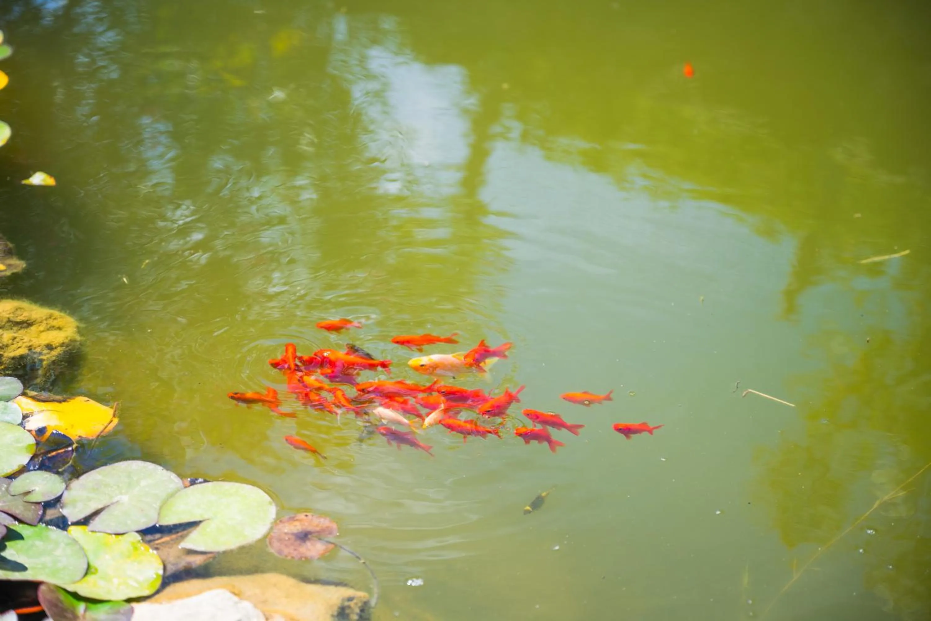 Natural landscape in Borgo Felciaione