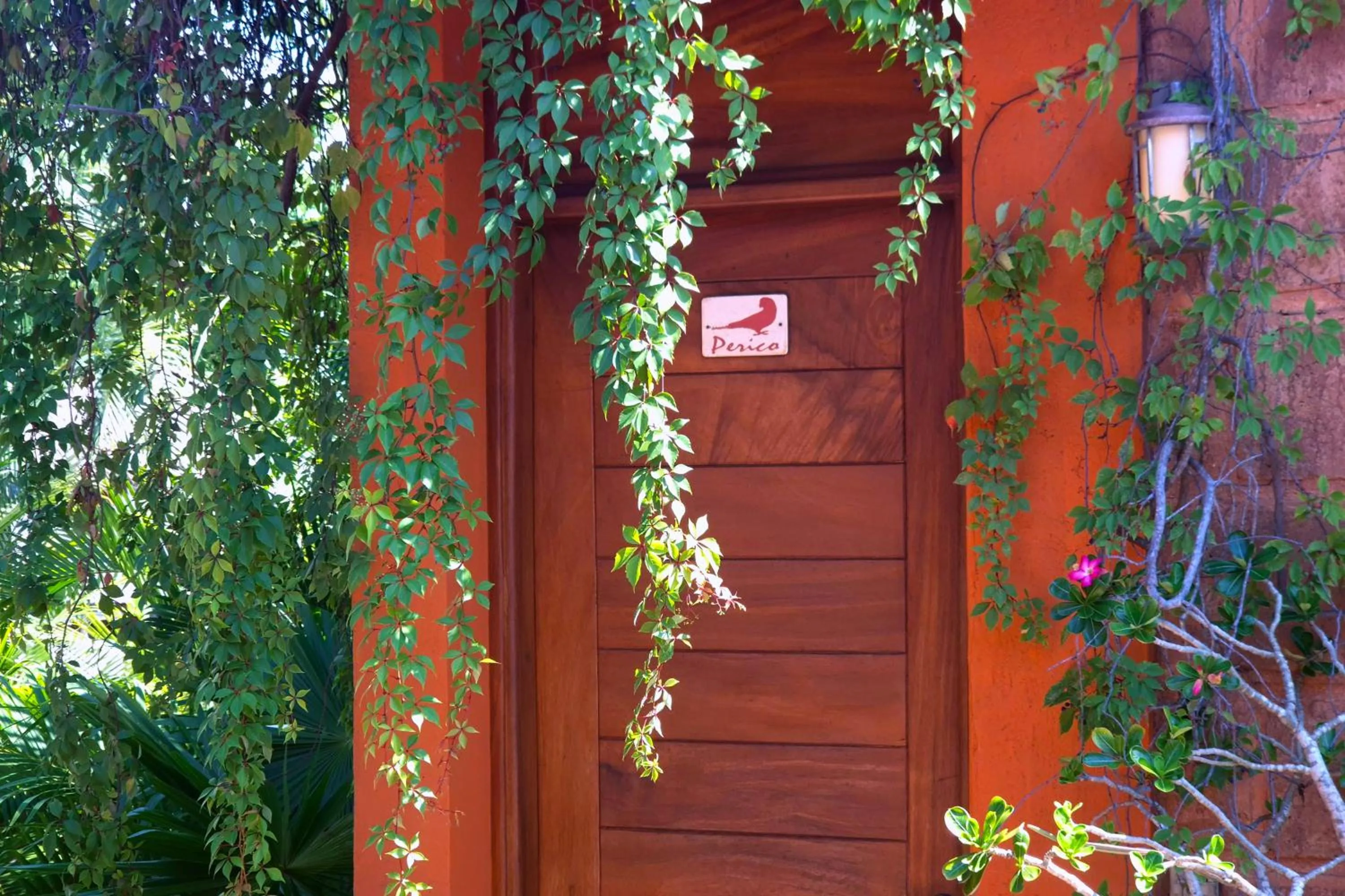 Garden in Hotel Casa San Pancho