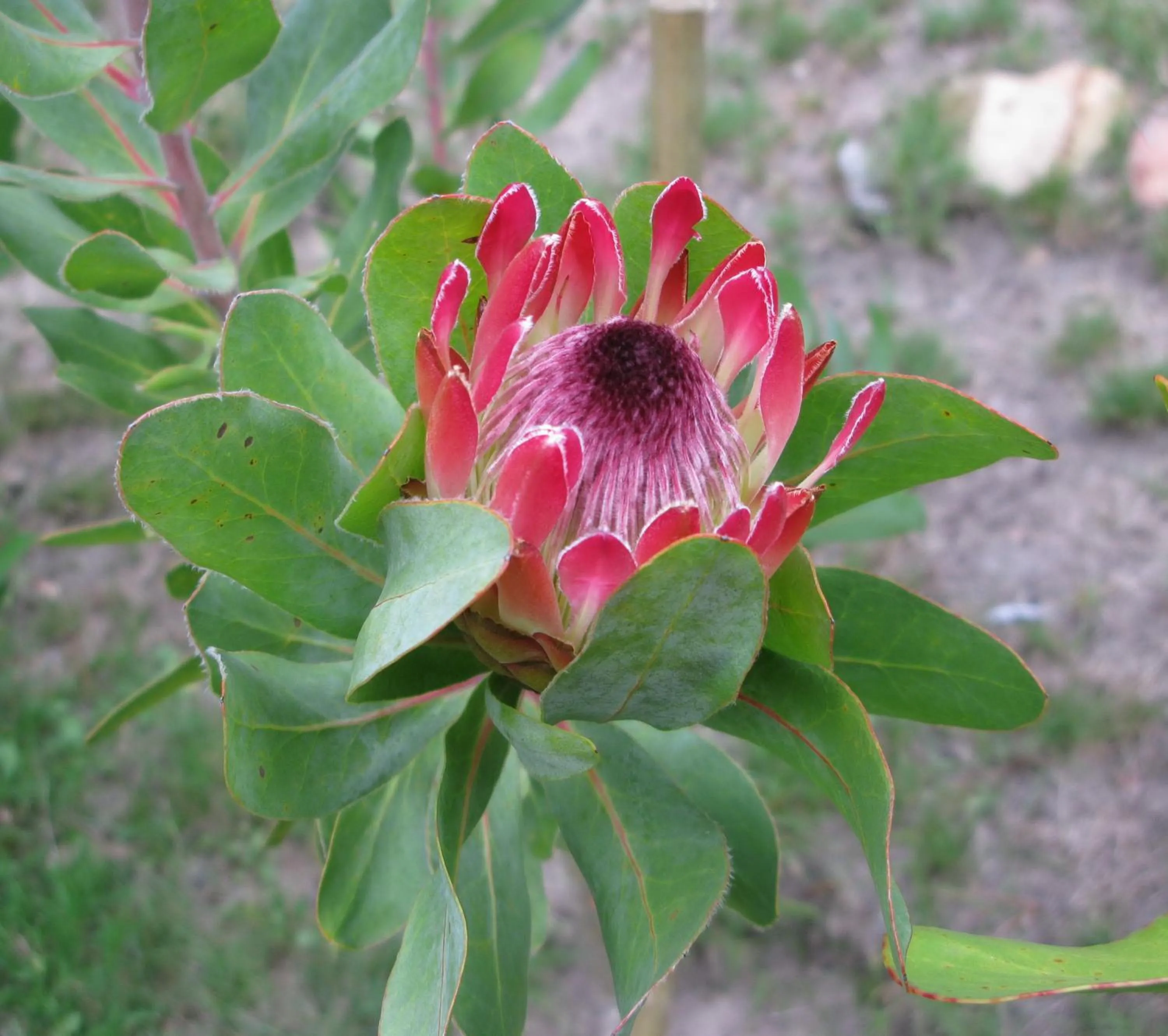 Garden in Pumula Lodge 4 Star Guesthouse Knysna