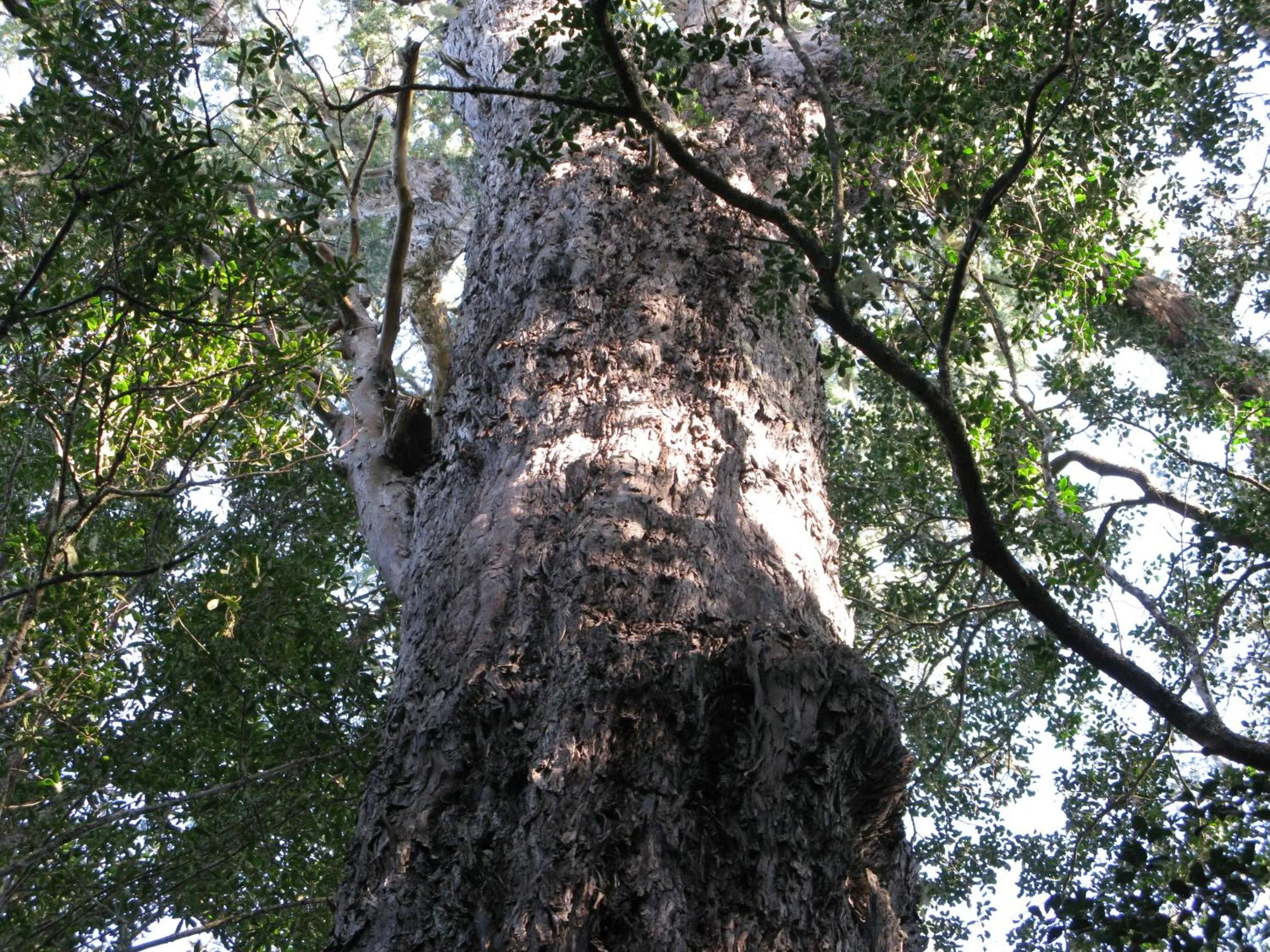 Hiking in Pumula Lodge 4 Star Guesthouse Knysna