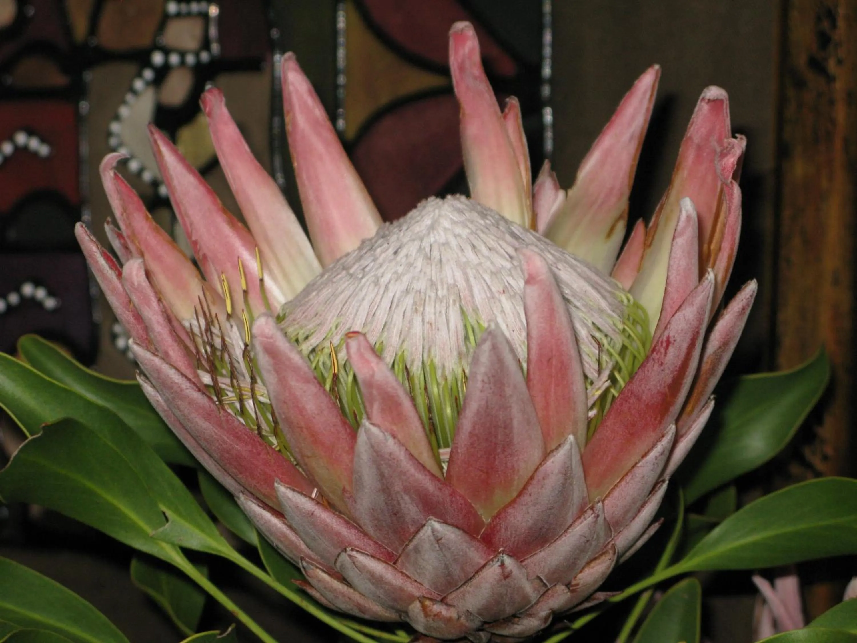 Garden in Pumula Lodge 4 Star Guesthouse Knysna