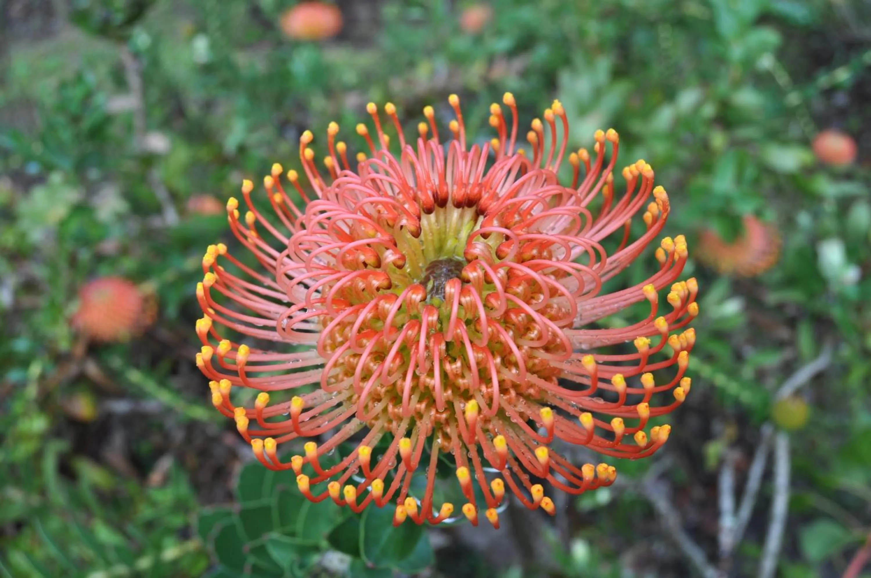 Garden view in Pumula Lodge 4 Star Guesthouse Knysna