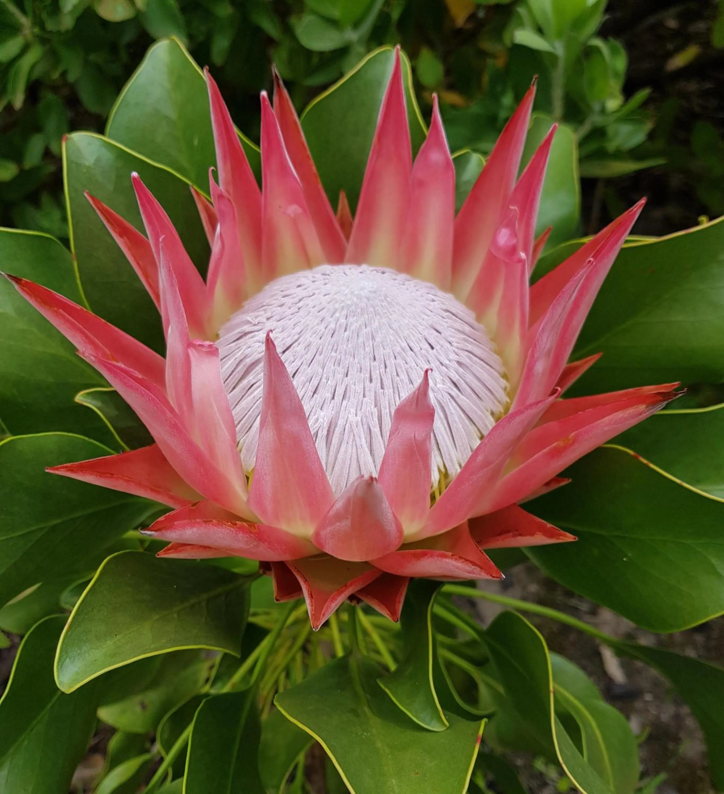 Garden in Pumula Lodge 4 Star Guesthouse Knysna
