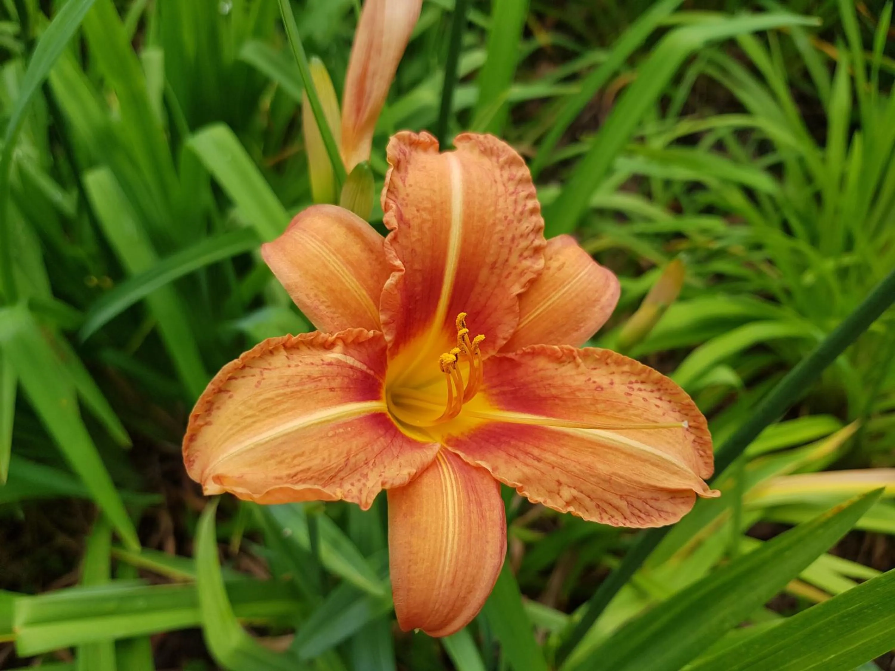 Garden in Pumula Lodge 4 Star Guesthouse Knysna