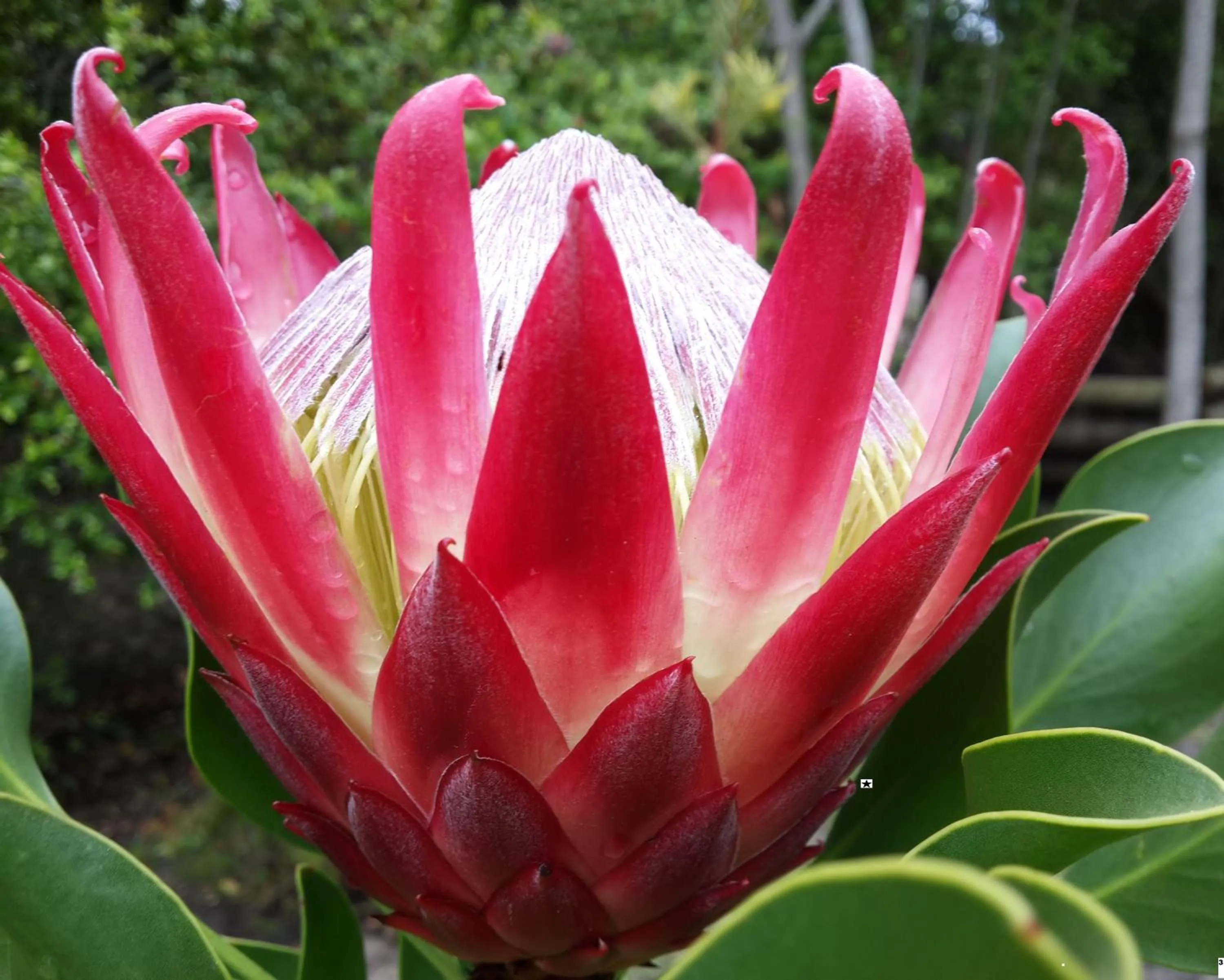 Garden in Pumula Lodge 4 Star Guesthouse Knysna