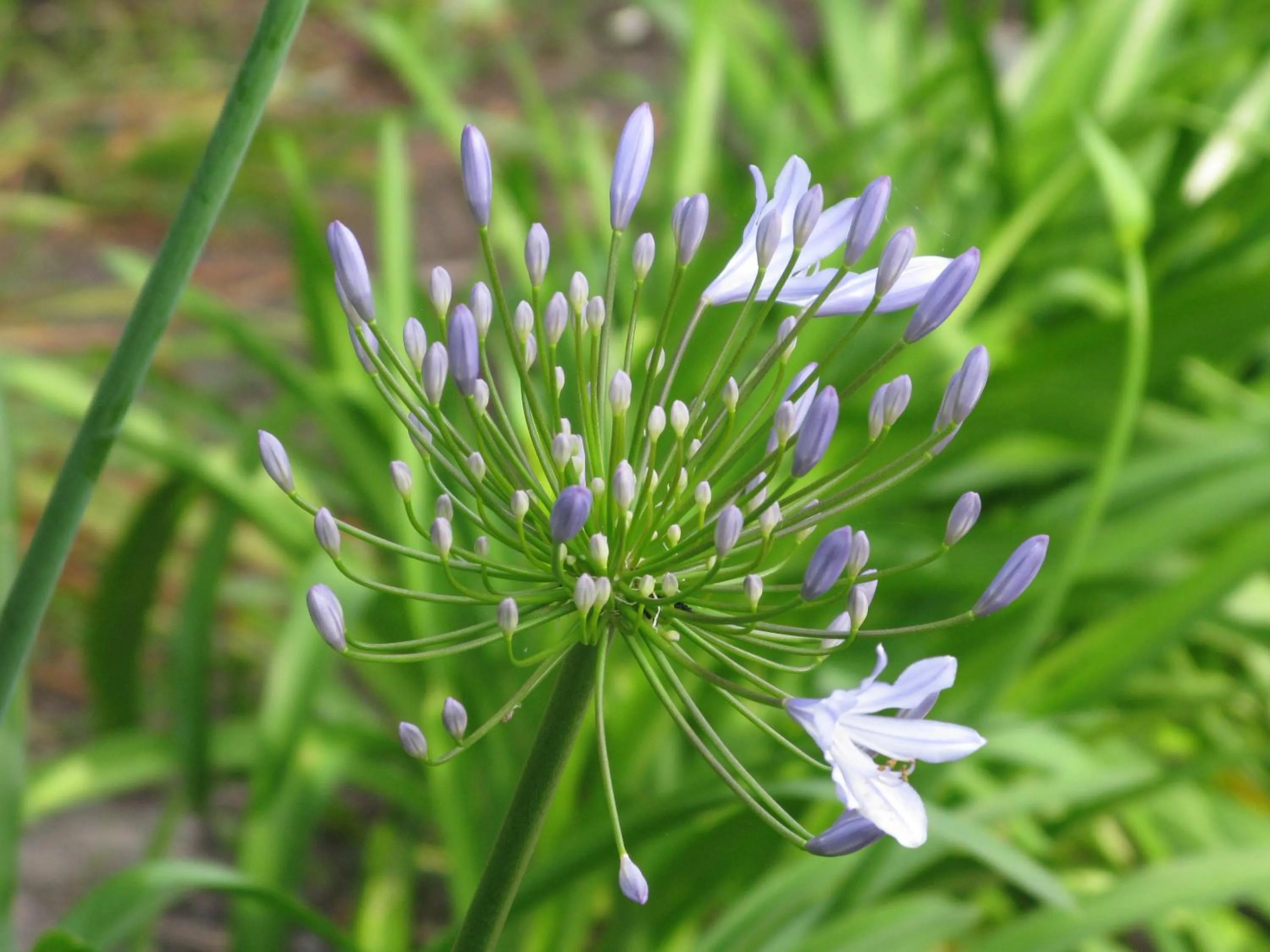 Garden in Pumula Lodge 4 Star Guesthouse Knysna
