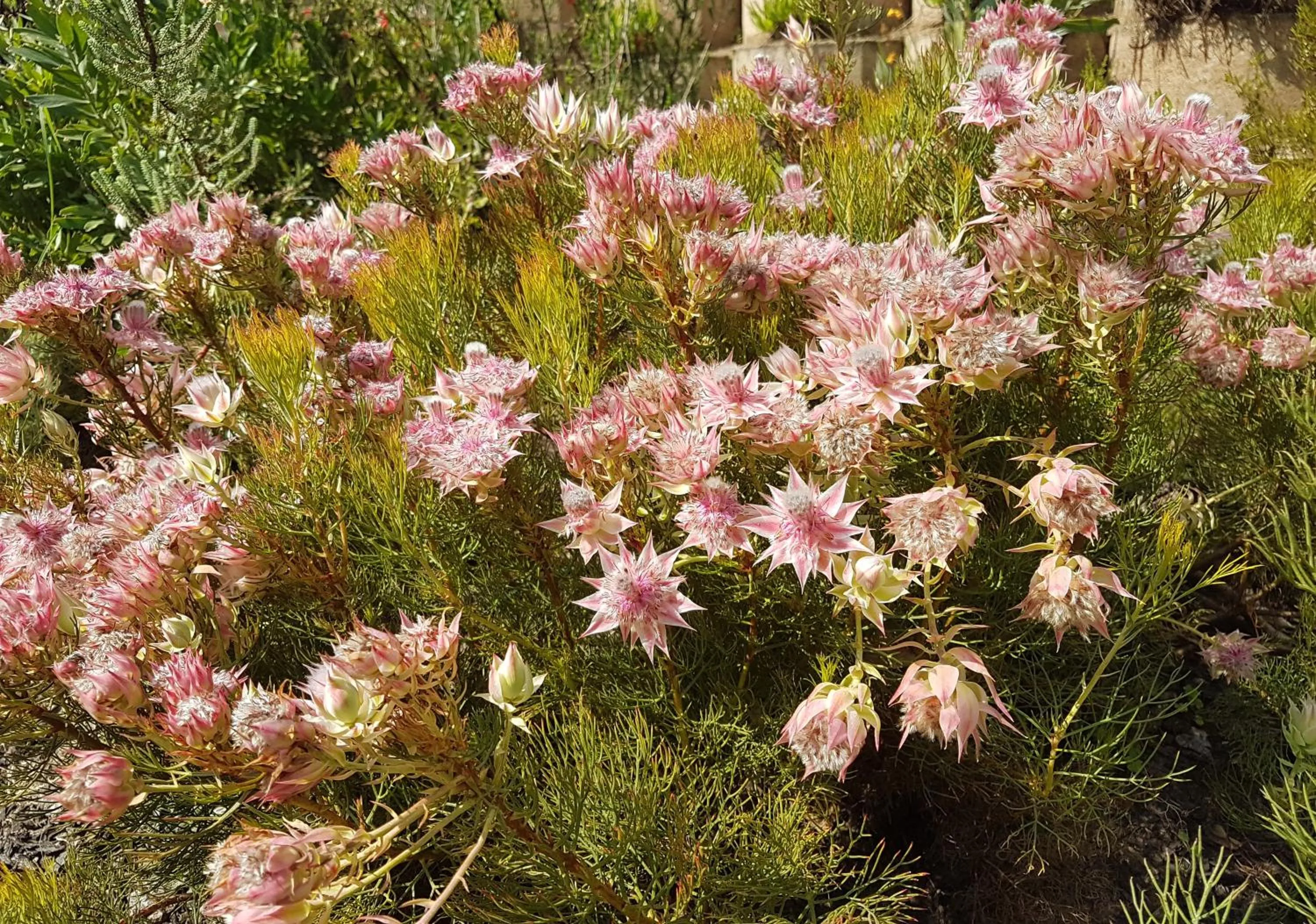 Garden in Pumula Lodge 4 Star Guesthouse Knysna