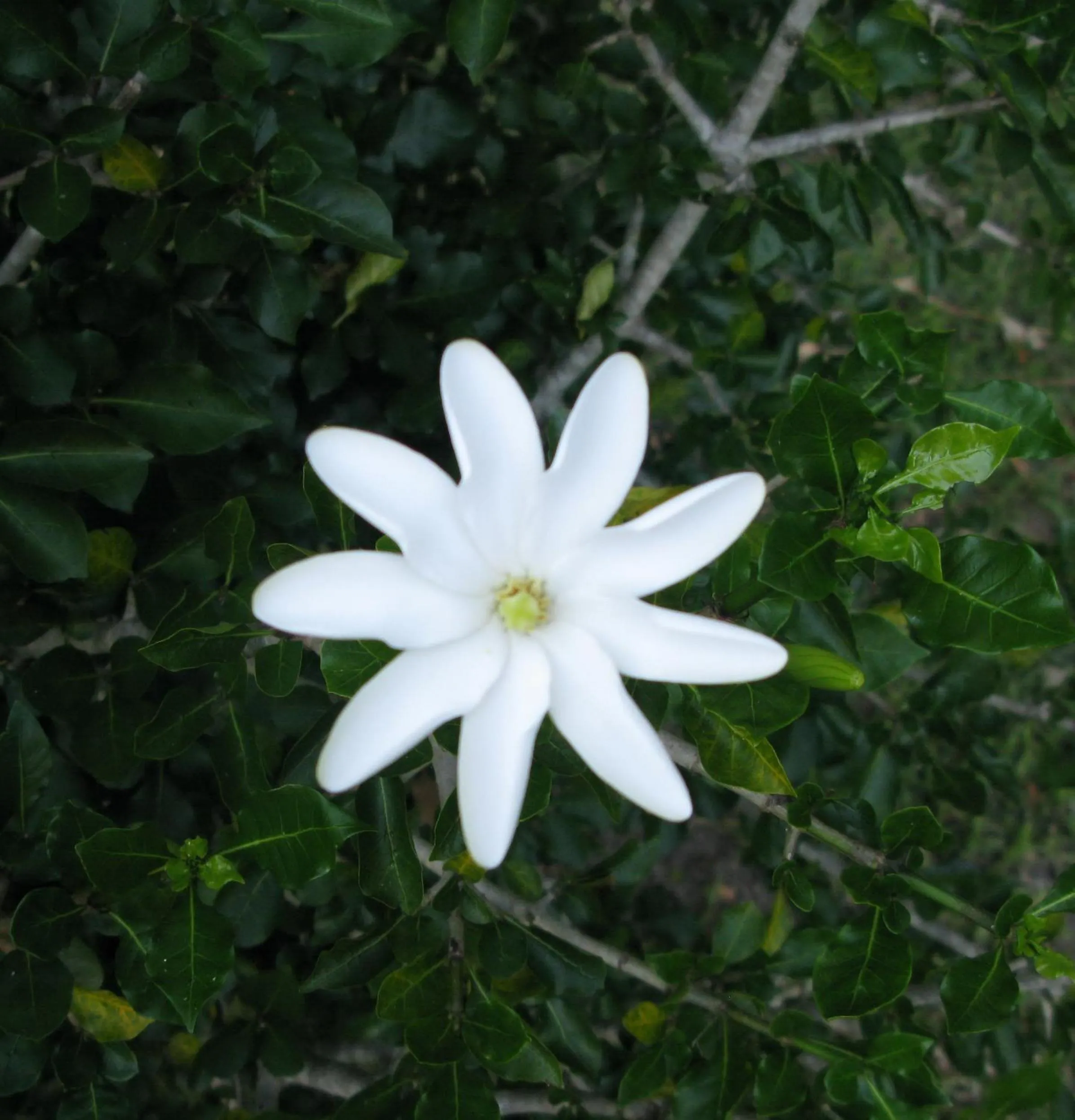 Garden in Pumula Lodge 4 Star Guesthouse Knysna