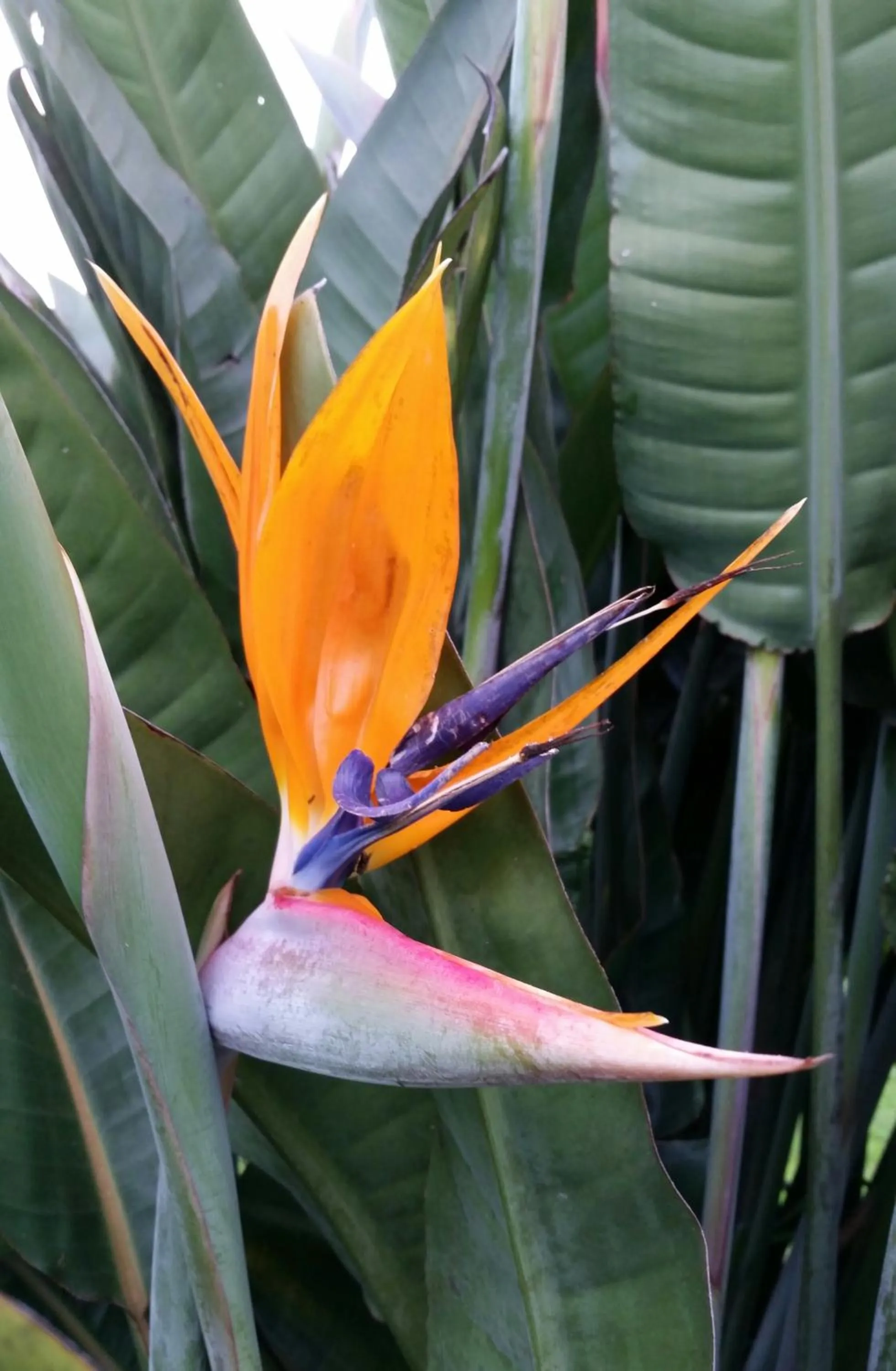 Garden in Pumula Lodge 4 Star Guesthouse Knysna