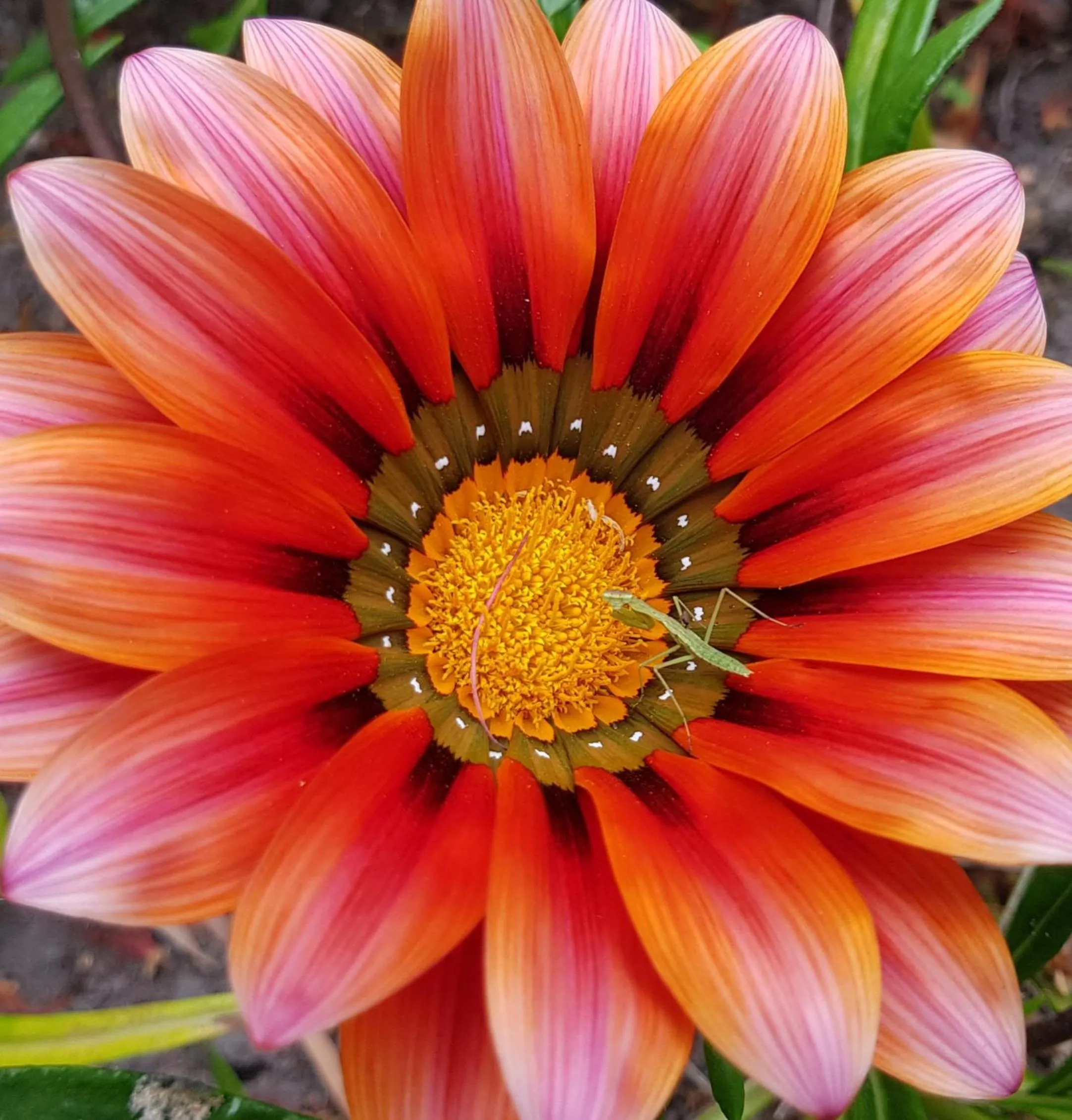 Garden in Pumula Lodge 4 Star Guesthouse Knysna