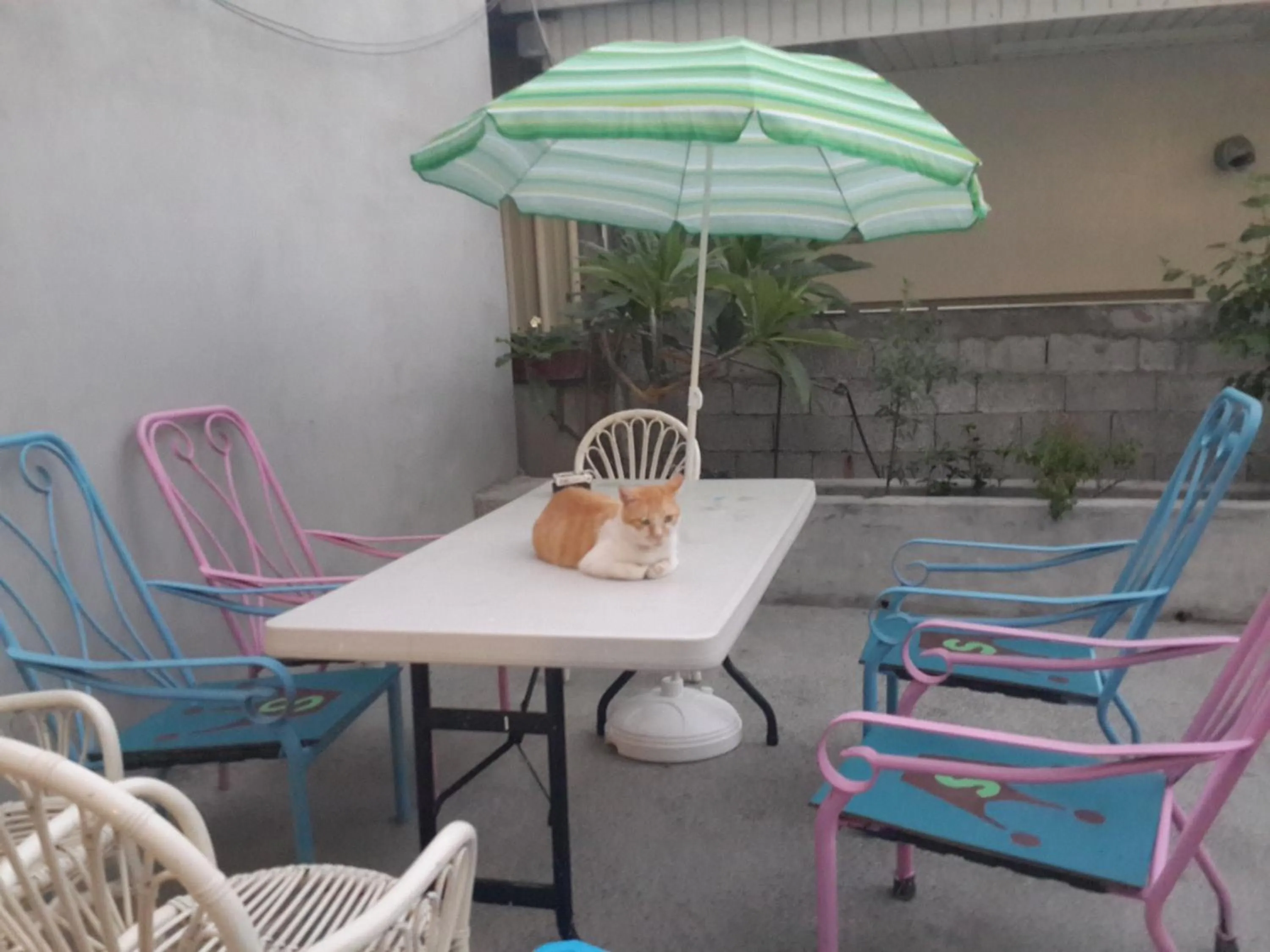 Patio in 太魯閣蘇西小空間 SusiSpace