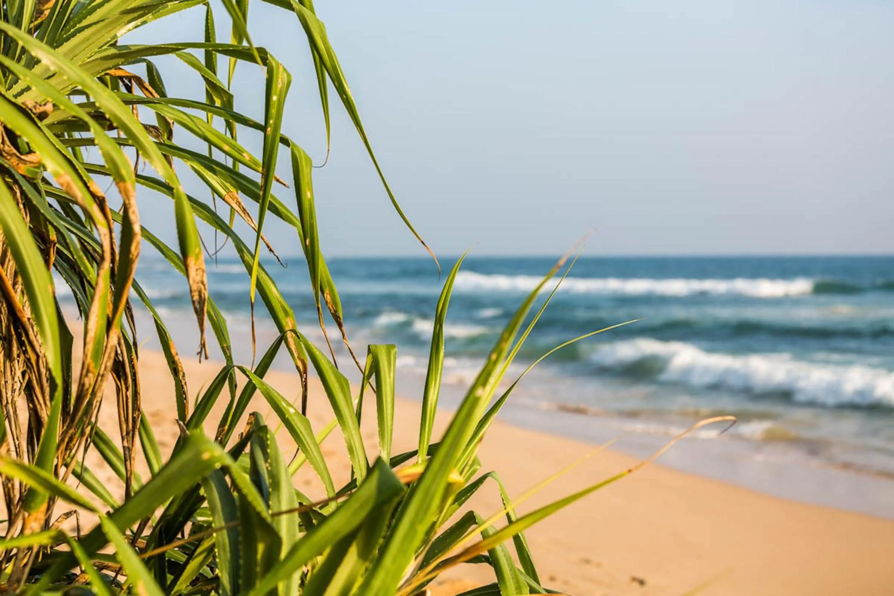 Day in Cocoplant Surf Inn