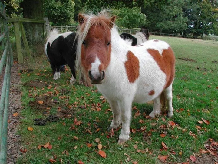 Pets in Throphill Grange