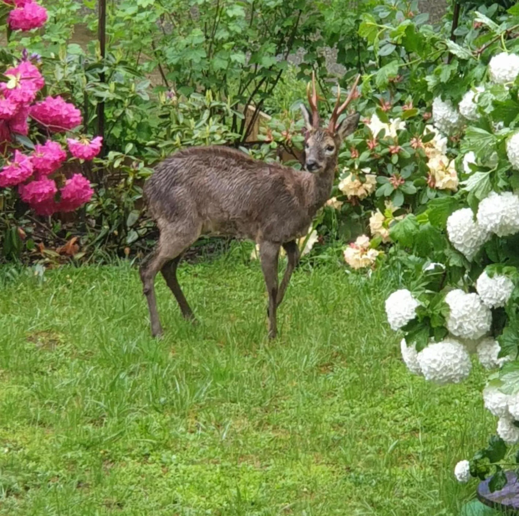 Property building in Les Tables Aux Vaches Raviège