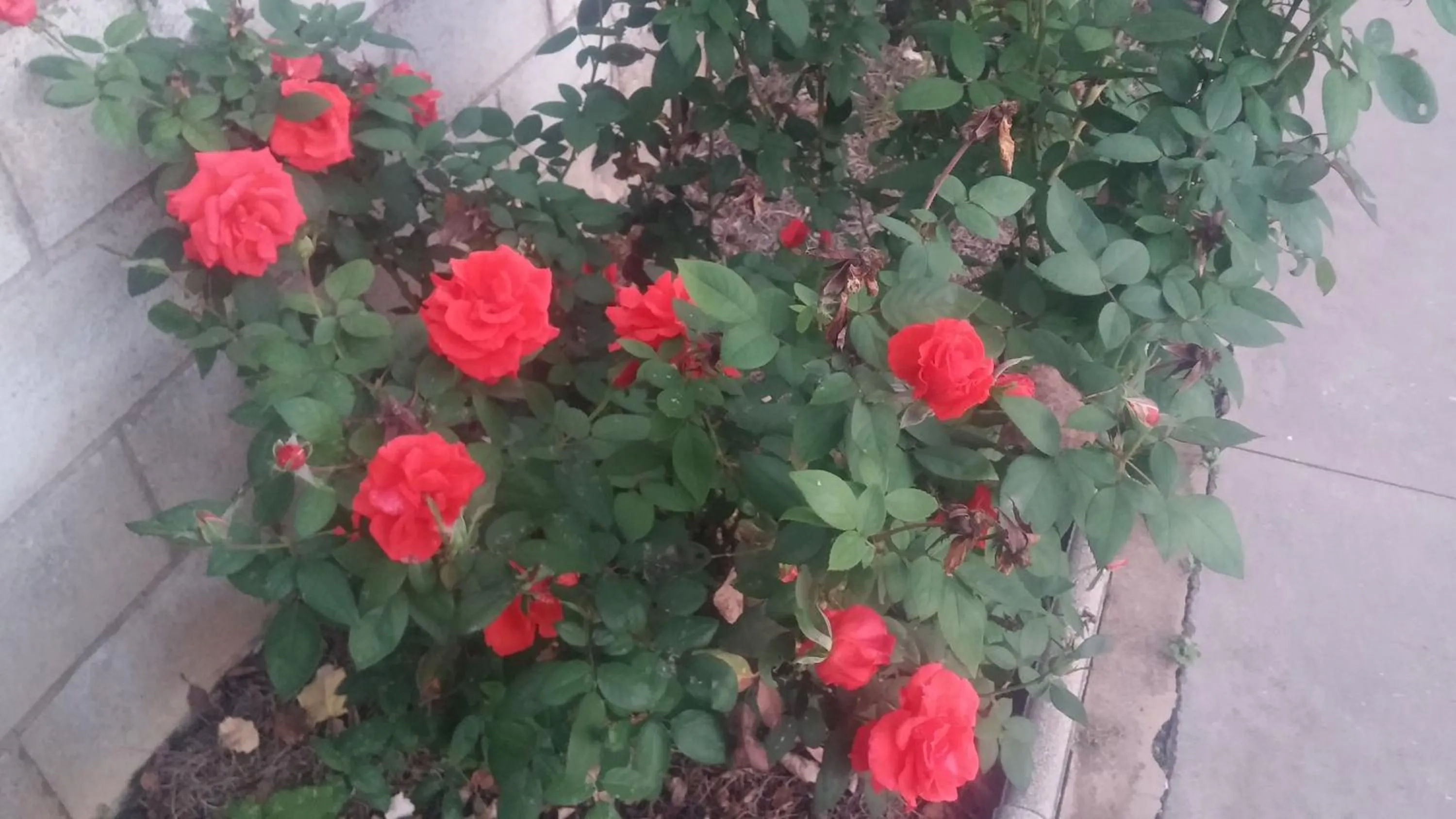 Garden in El Manantial B&B