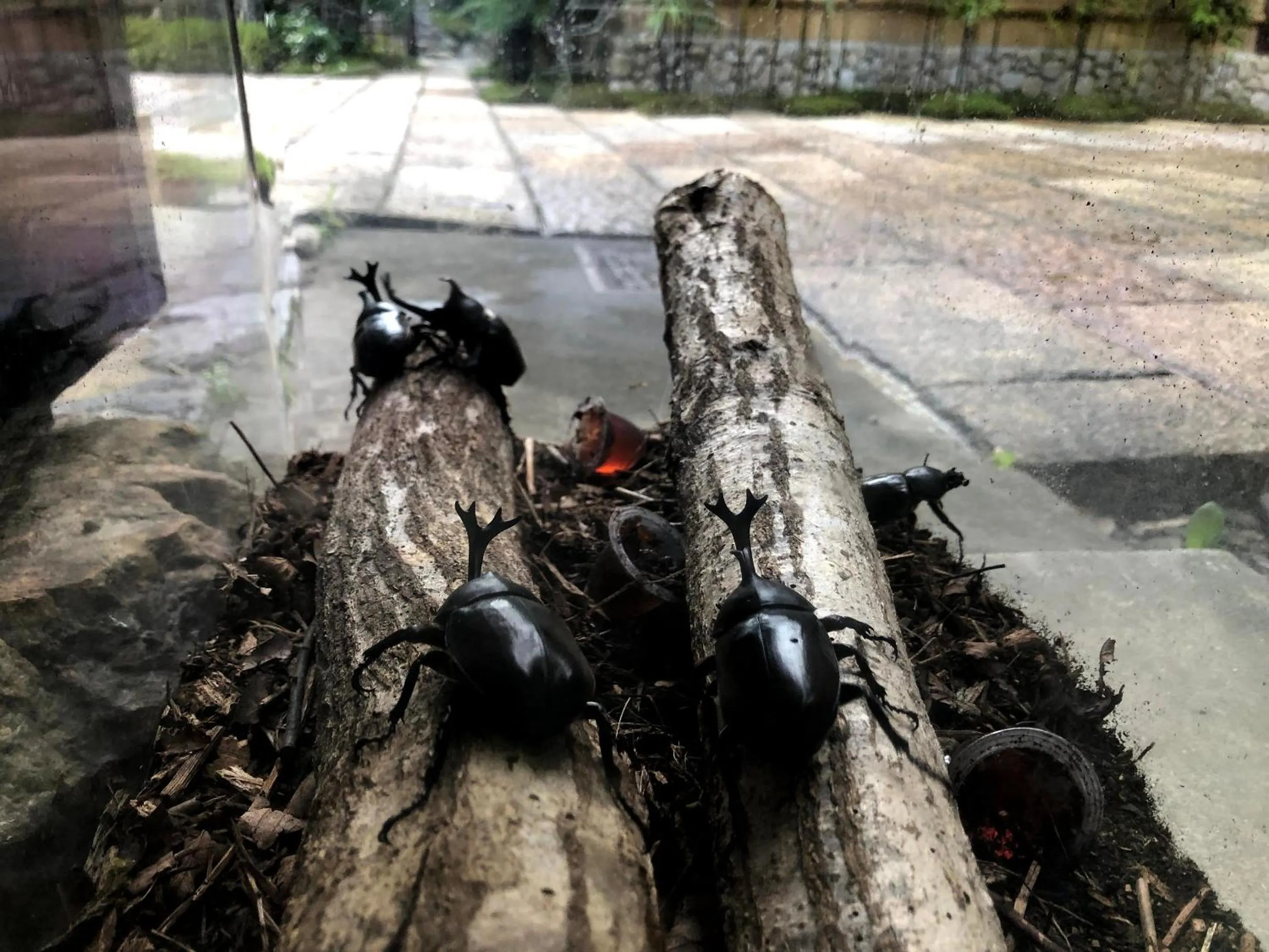 Natural landscape in Ryokan Kigusuriya
