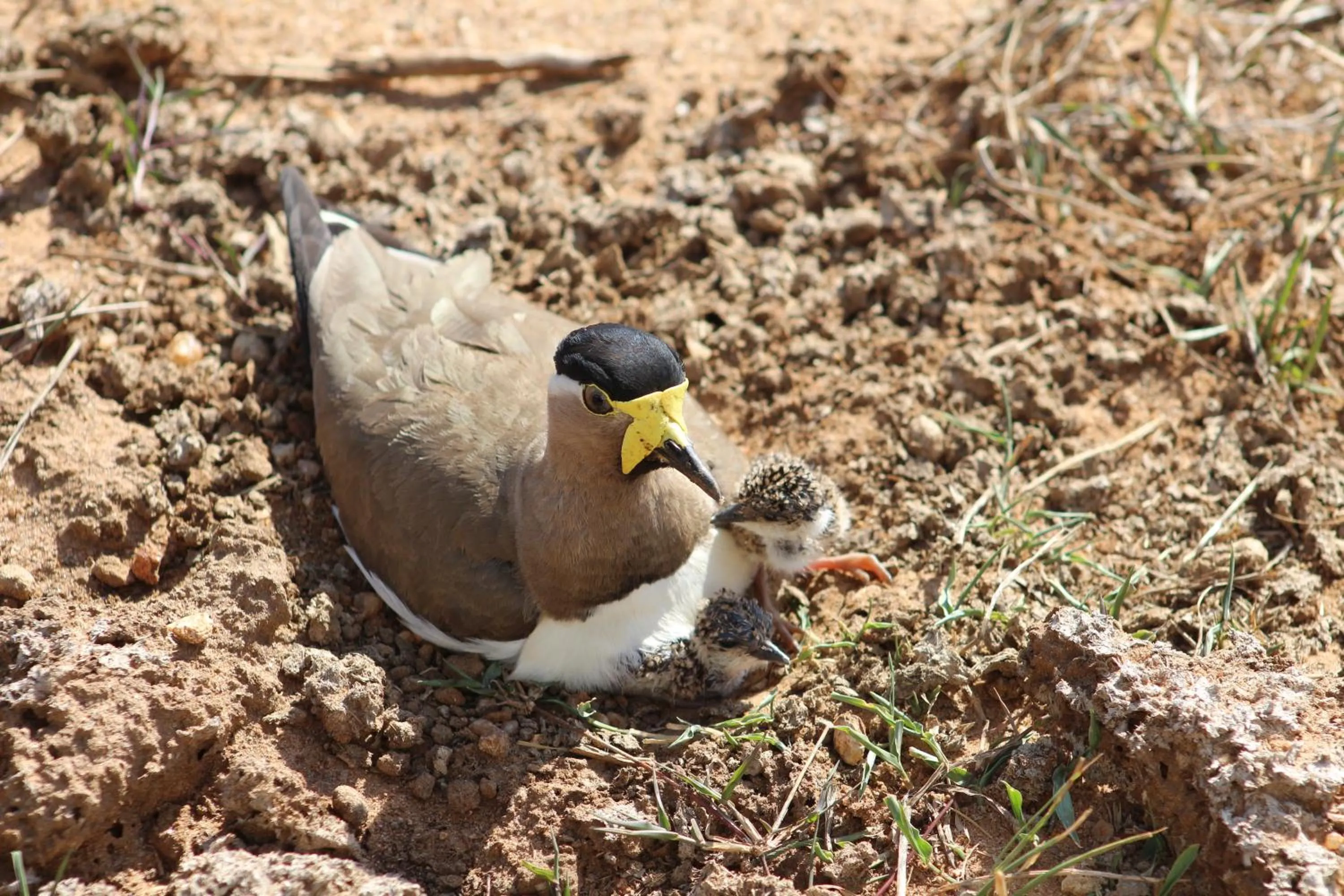 Animals in Birds Paradise Inn