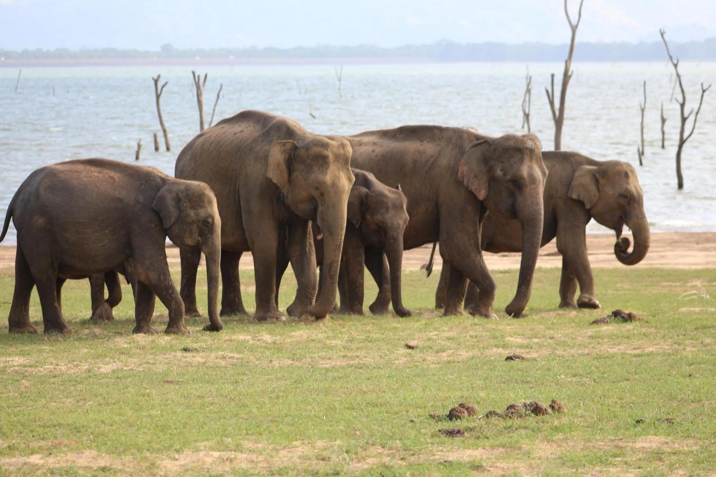 Animals in Birds Paradise Inn