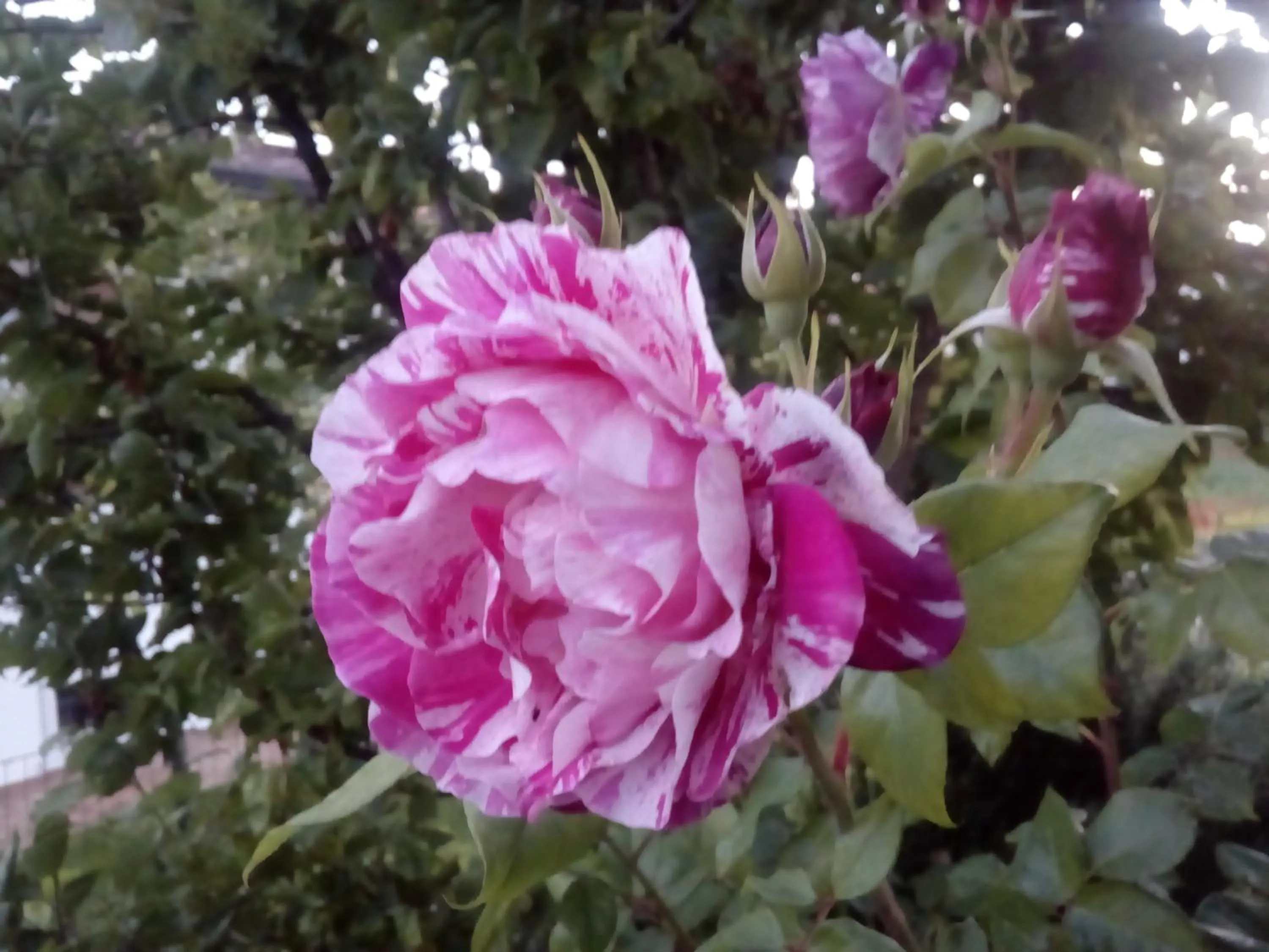 Banquet/Function facilities in B&B Rosalu - Adults Only