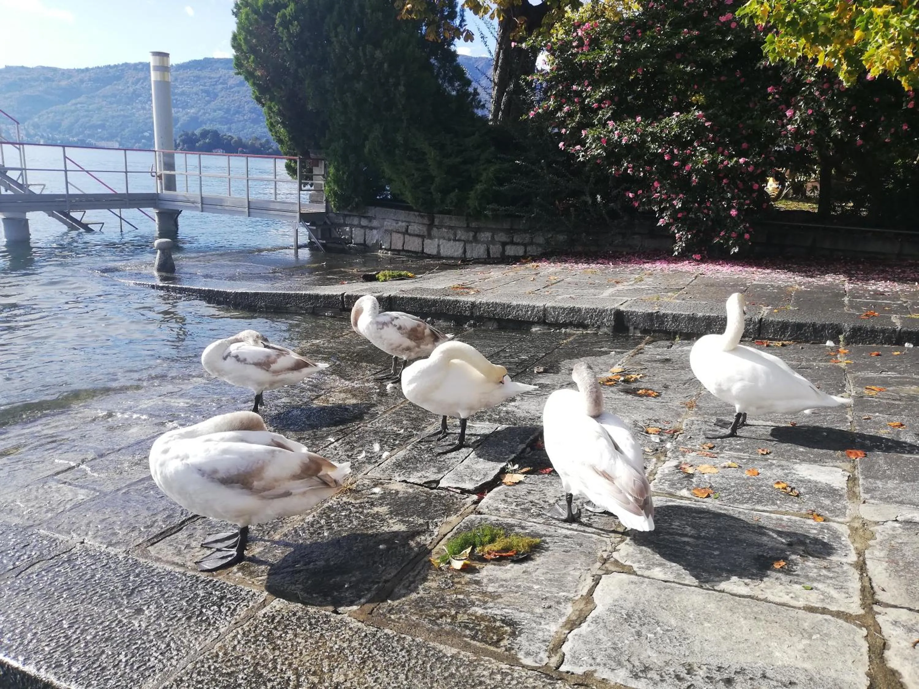 Animals in B&B Rosalu - Adults Only