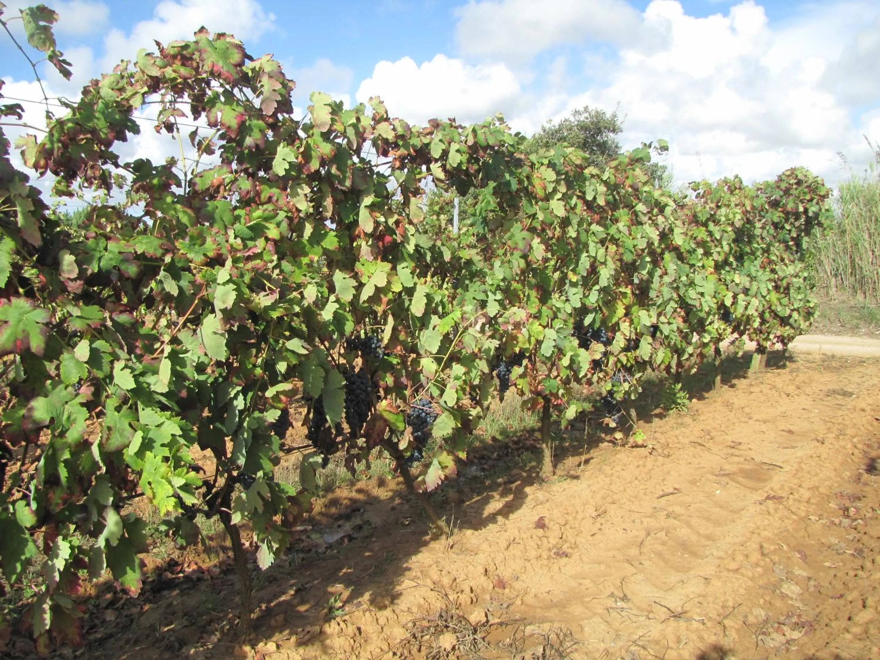 Day in Entre Vinhas & Mar