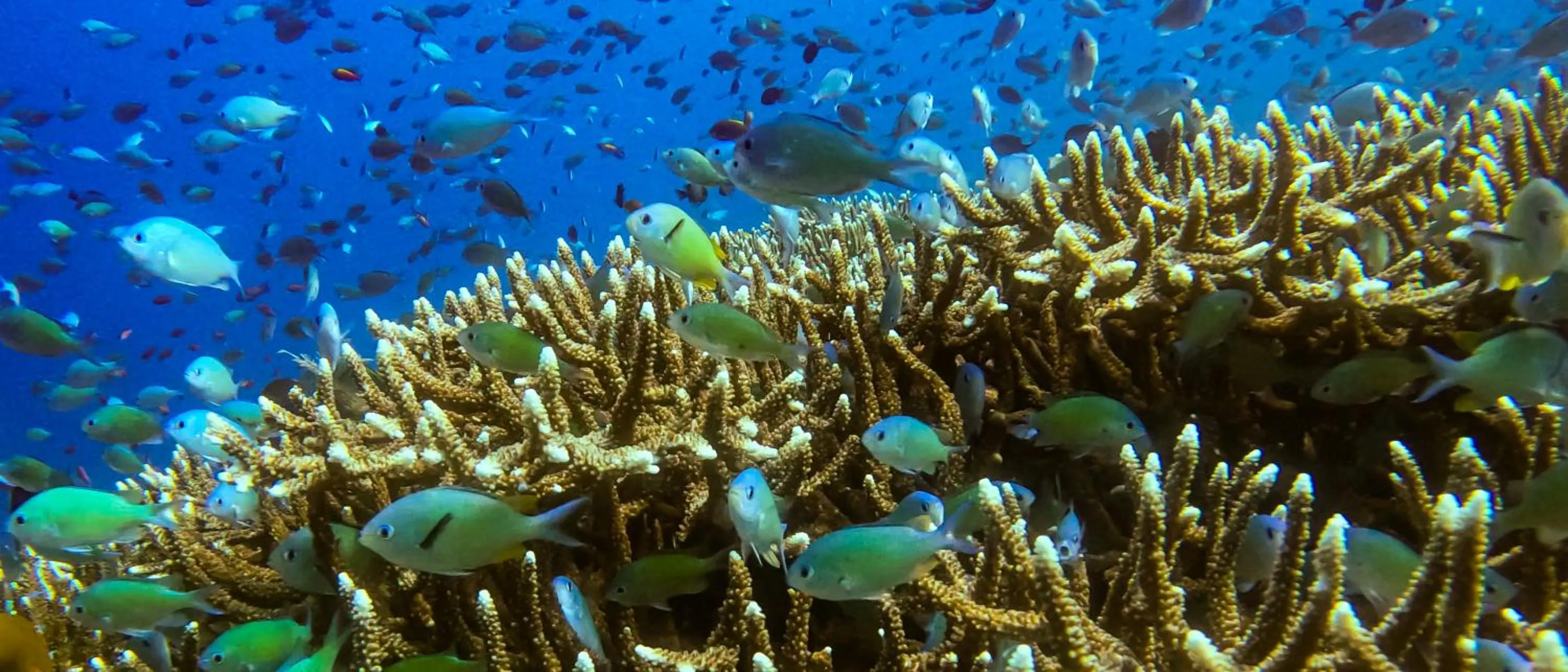 Activities in Palm Garden Amed Beach & Spa Resort Bali