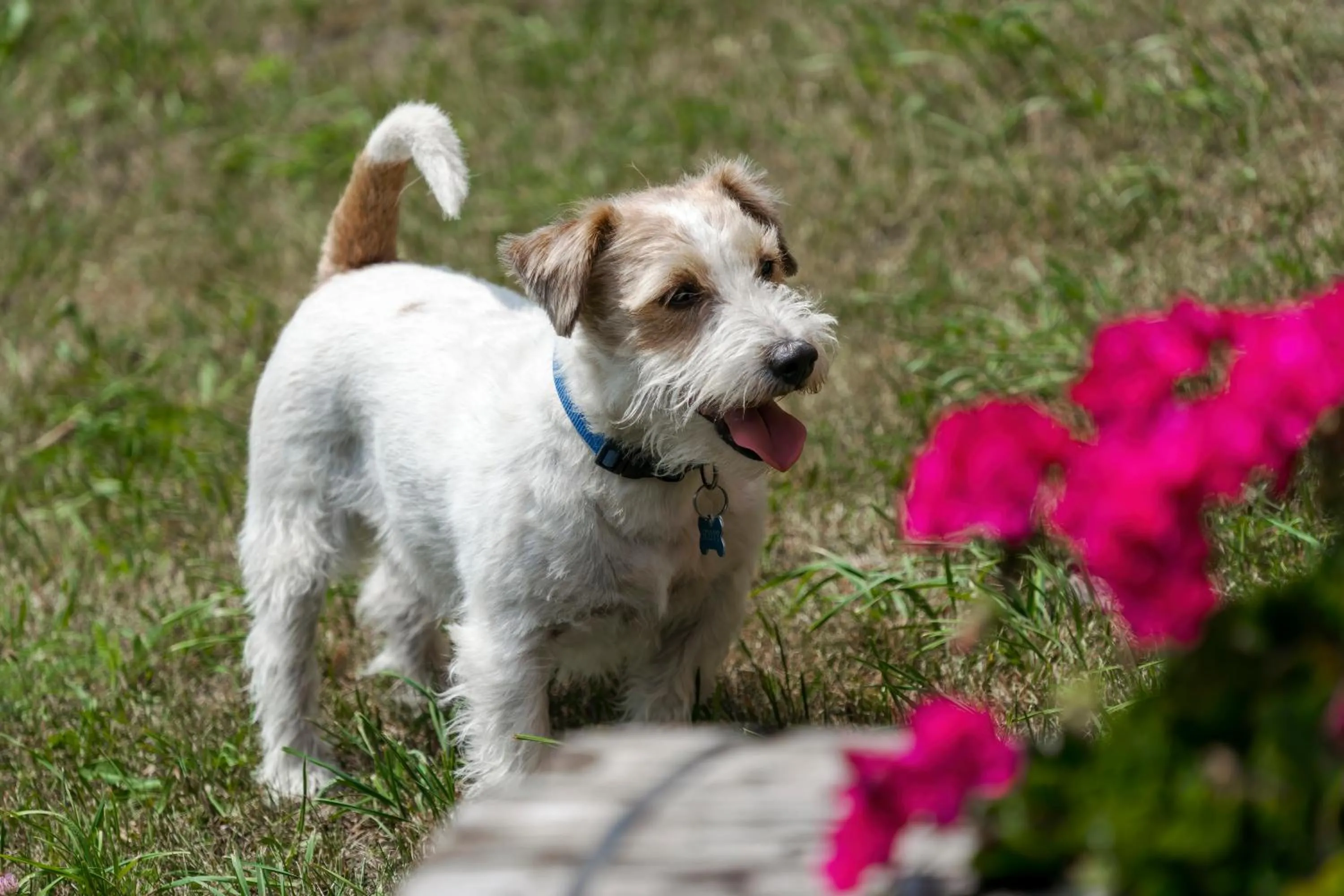 Animals in Hotel Garnì Cristallo