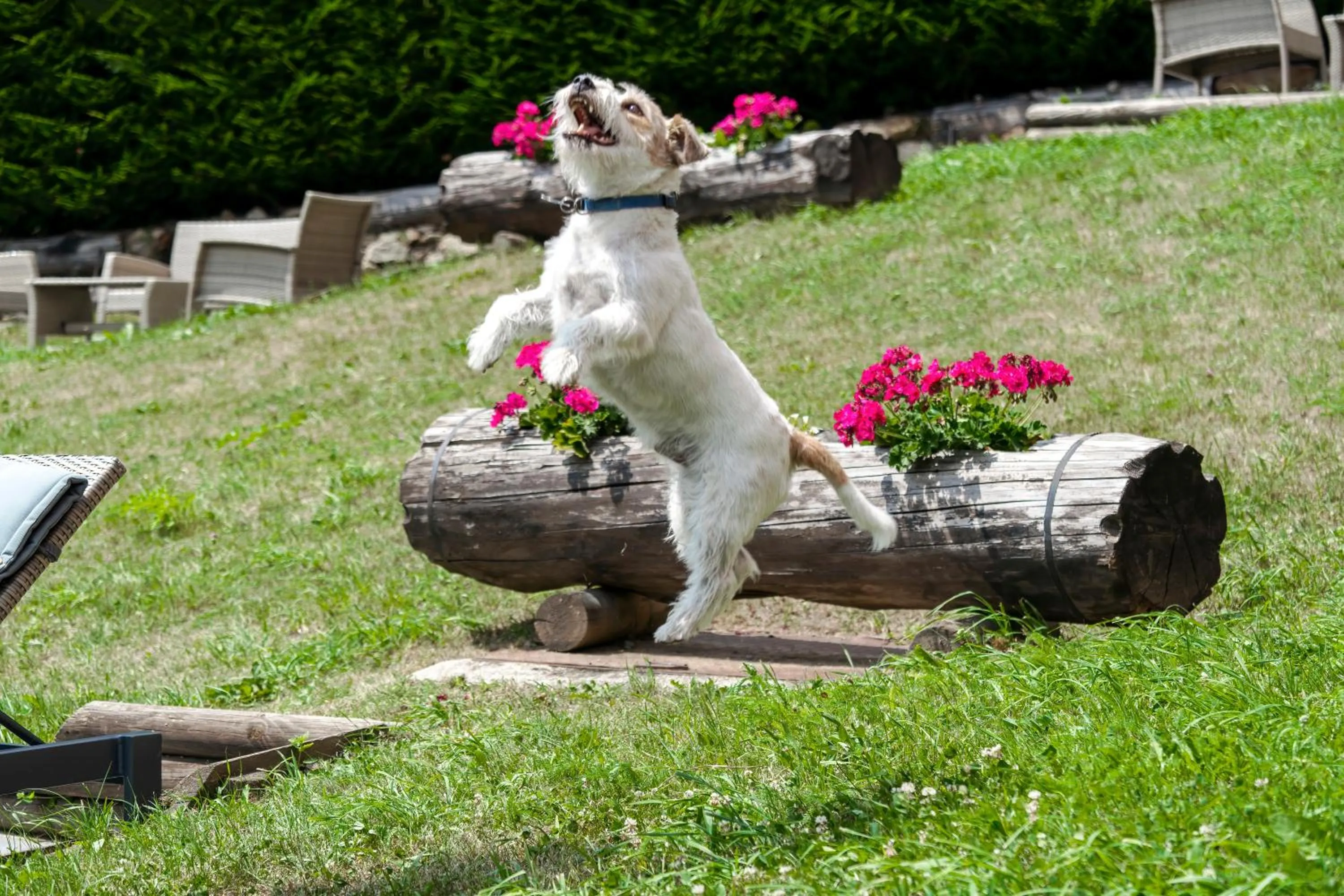 Animals in Hotel Garnì Cristallo