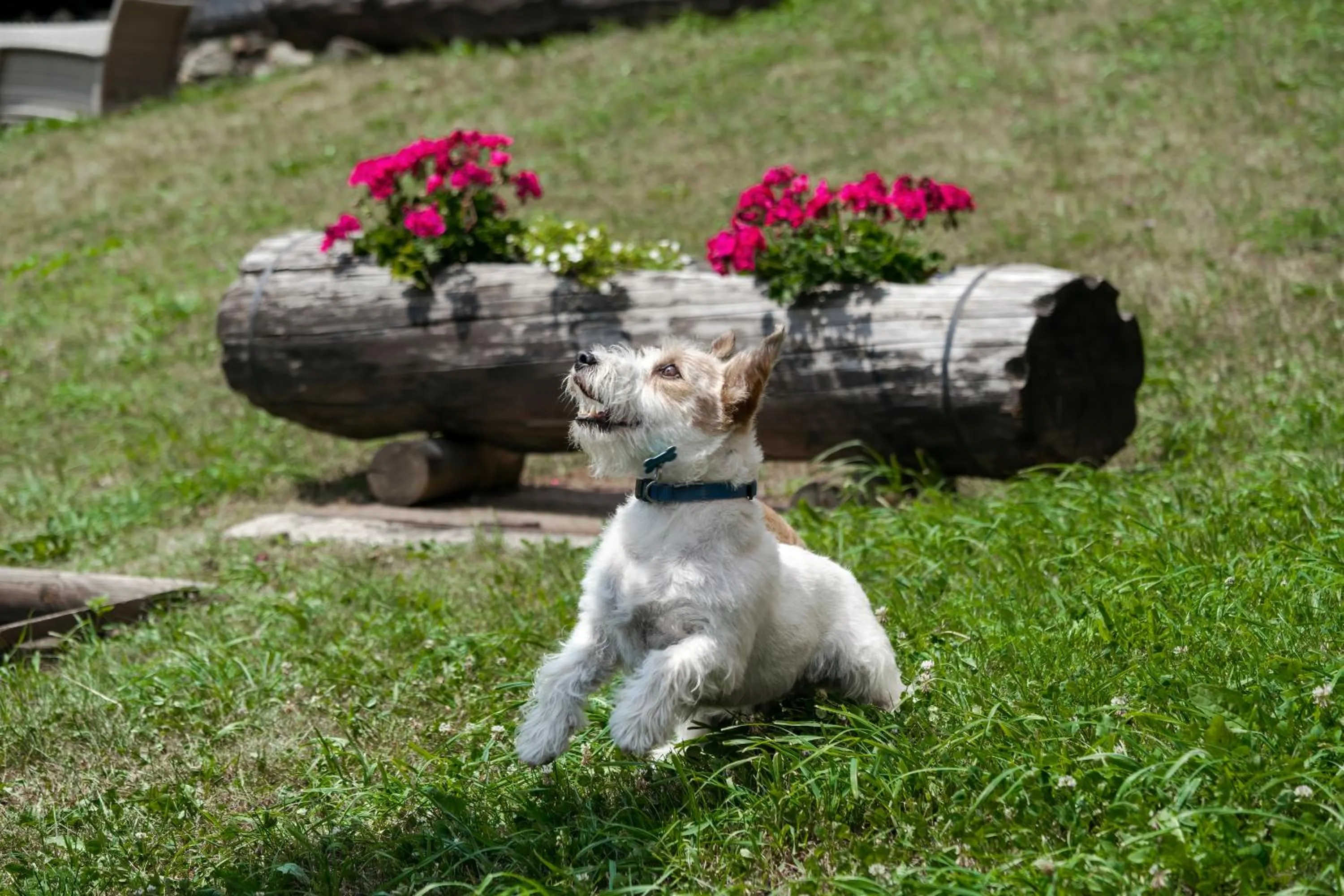 Animals in Hotel Garnì Cristallo