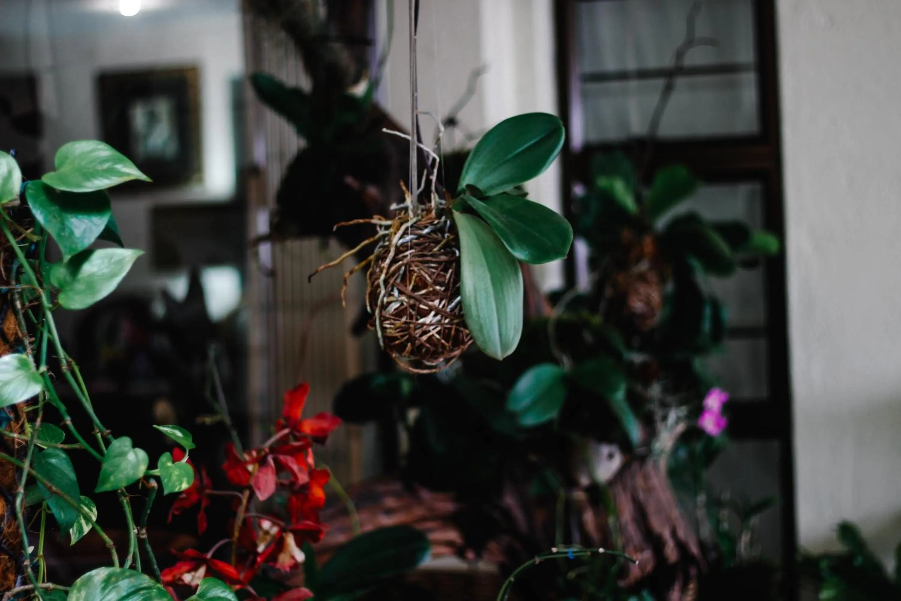 Natural landscape in La Dolce Vita Umhlanga Guesthouse