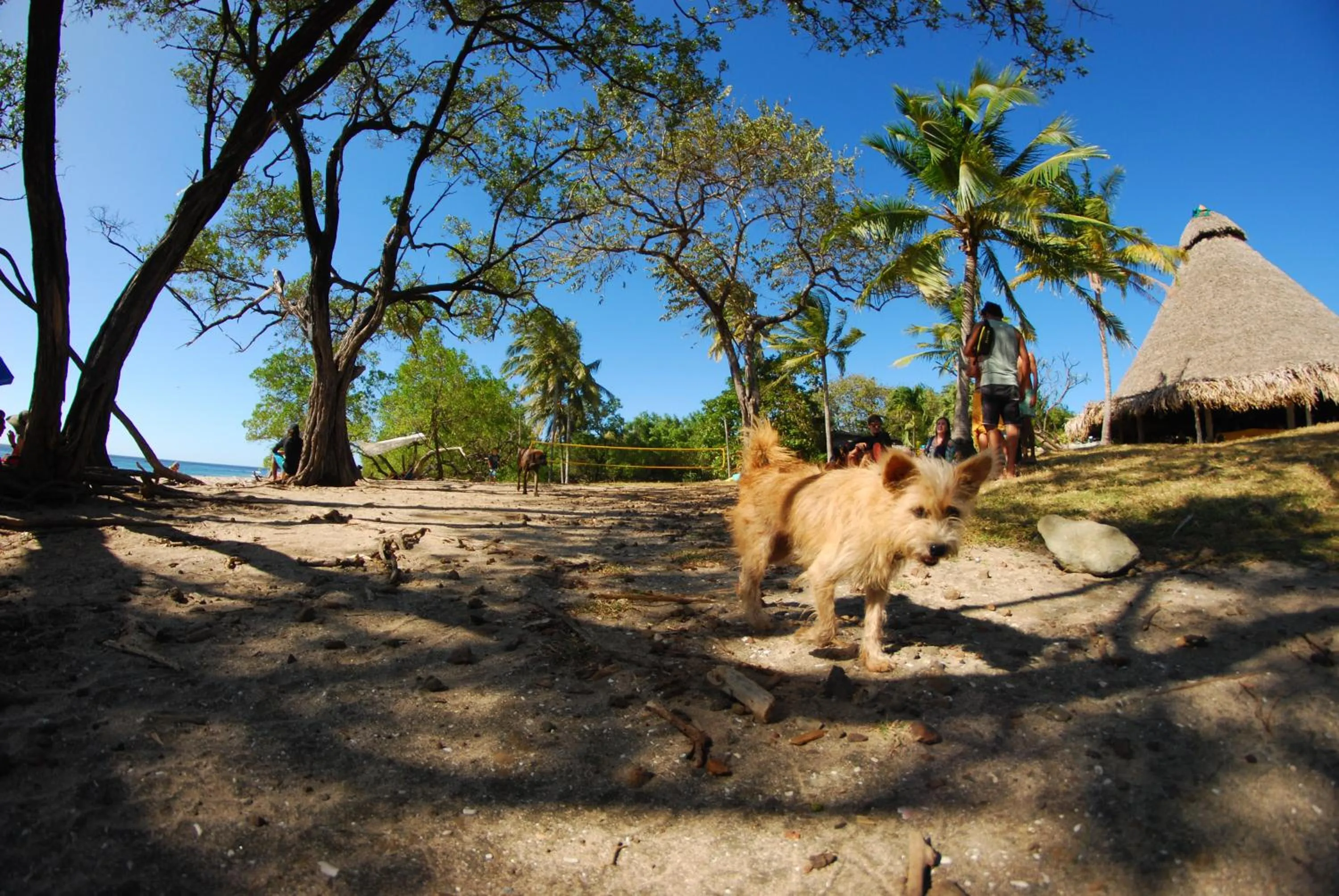 Animals in Hotel Playa Negra