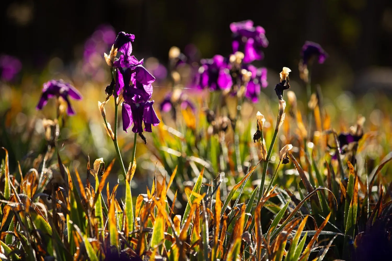 Garden in Girraween Country Inn