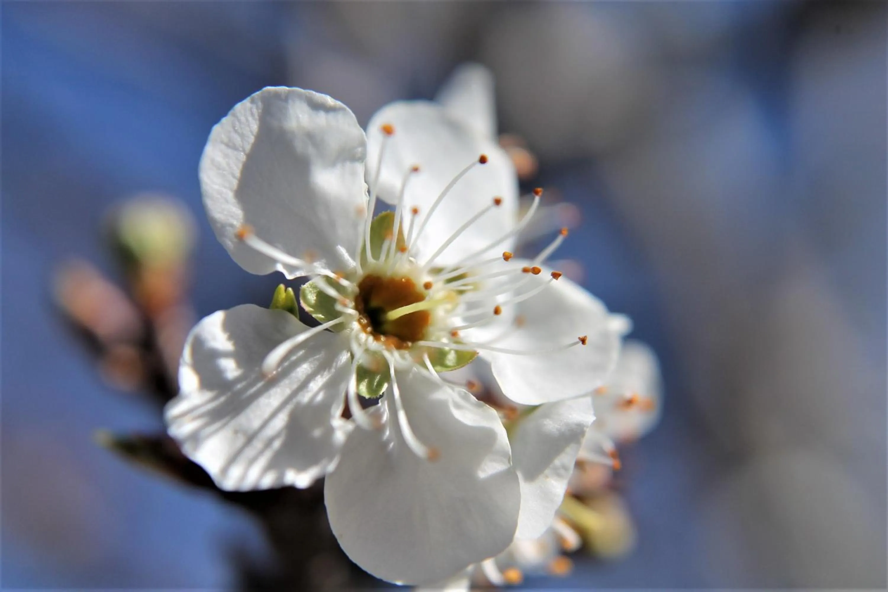 Garden in Girraween Country Inn