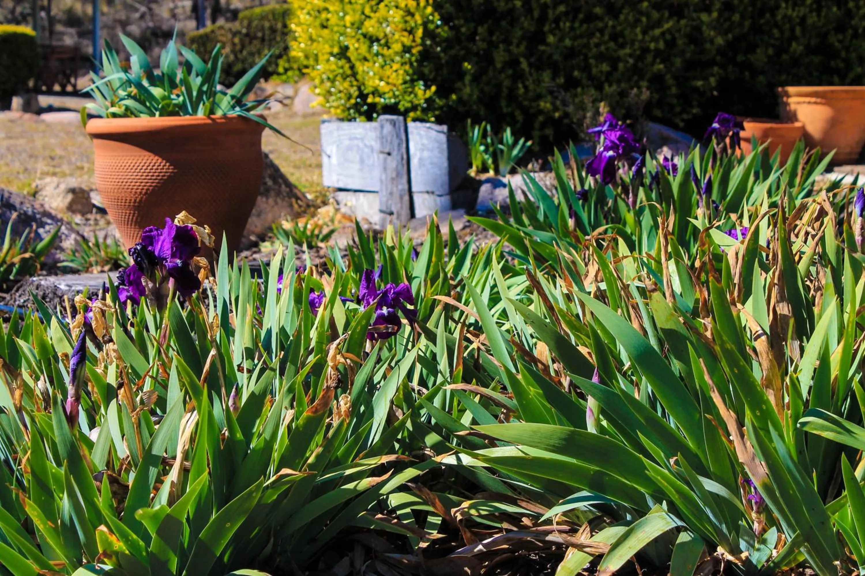 Garden in Girraween Country Inn