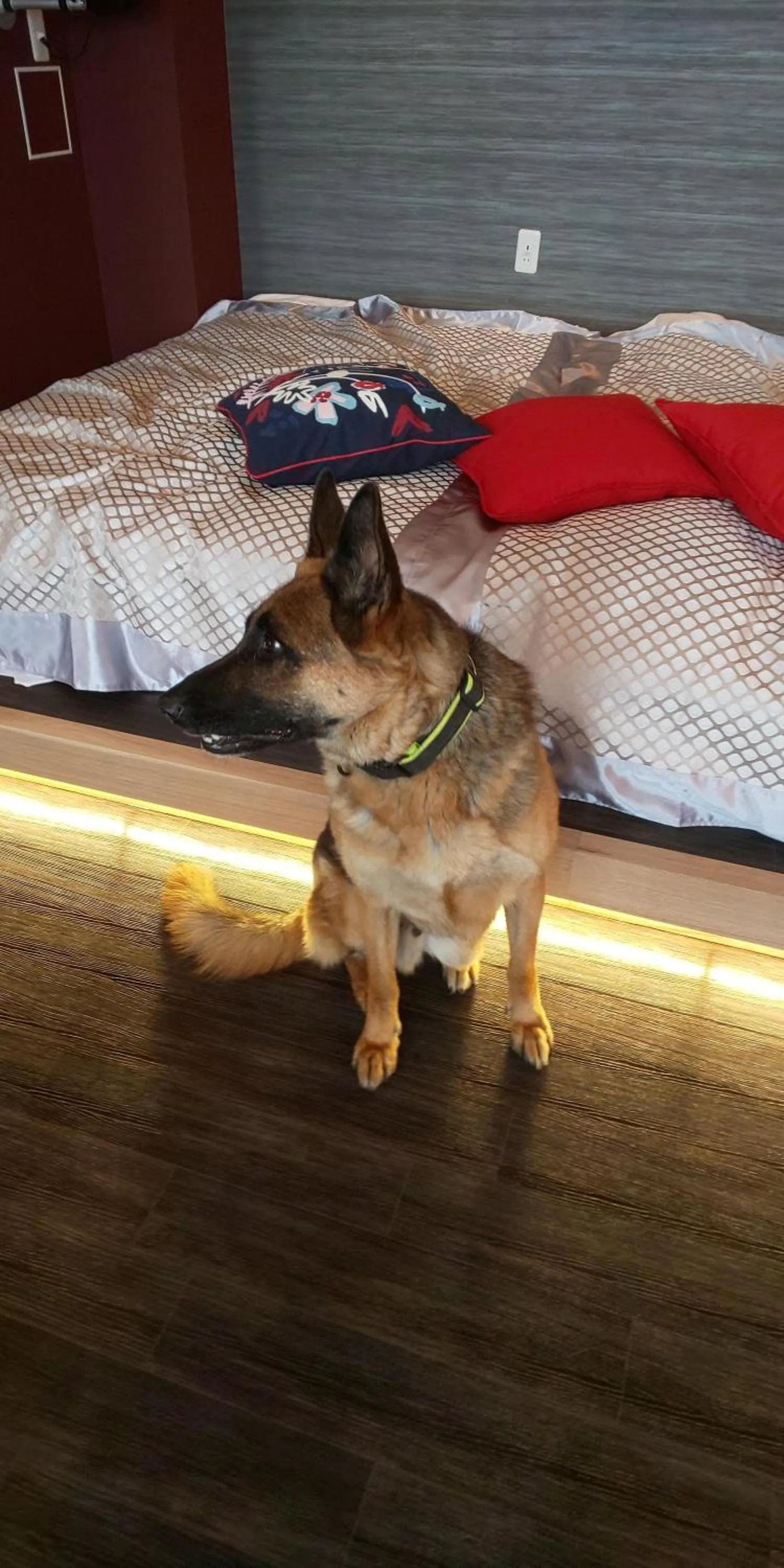 Hakone Gora Guam Dog