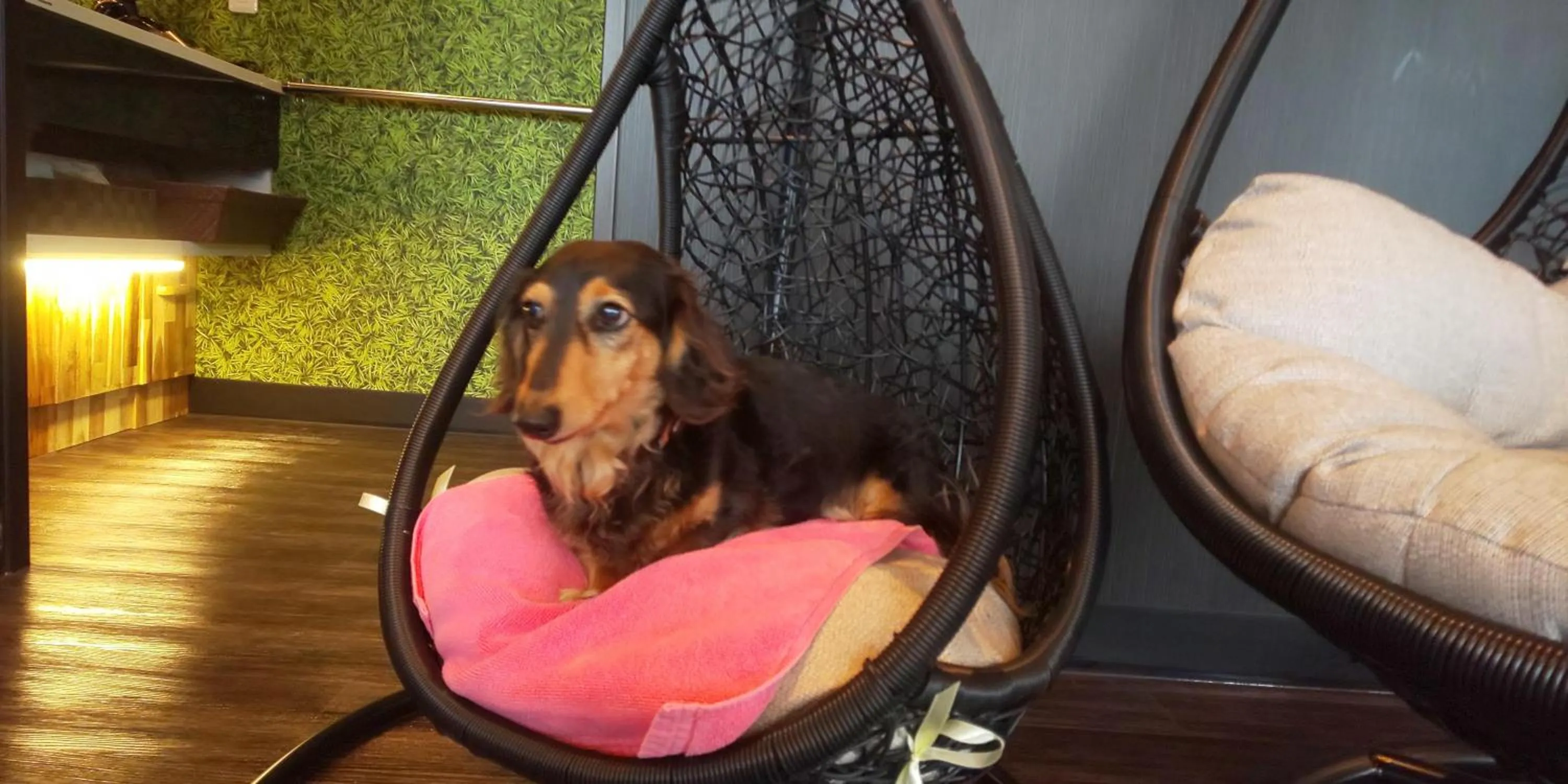 Hakone Gora Guam Dog