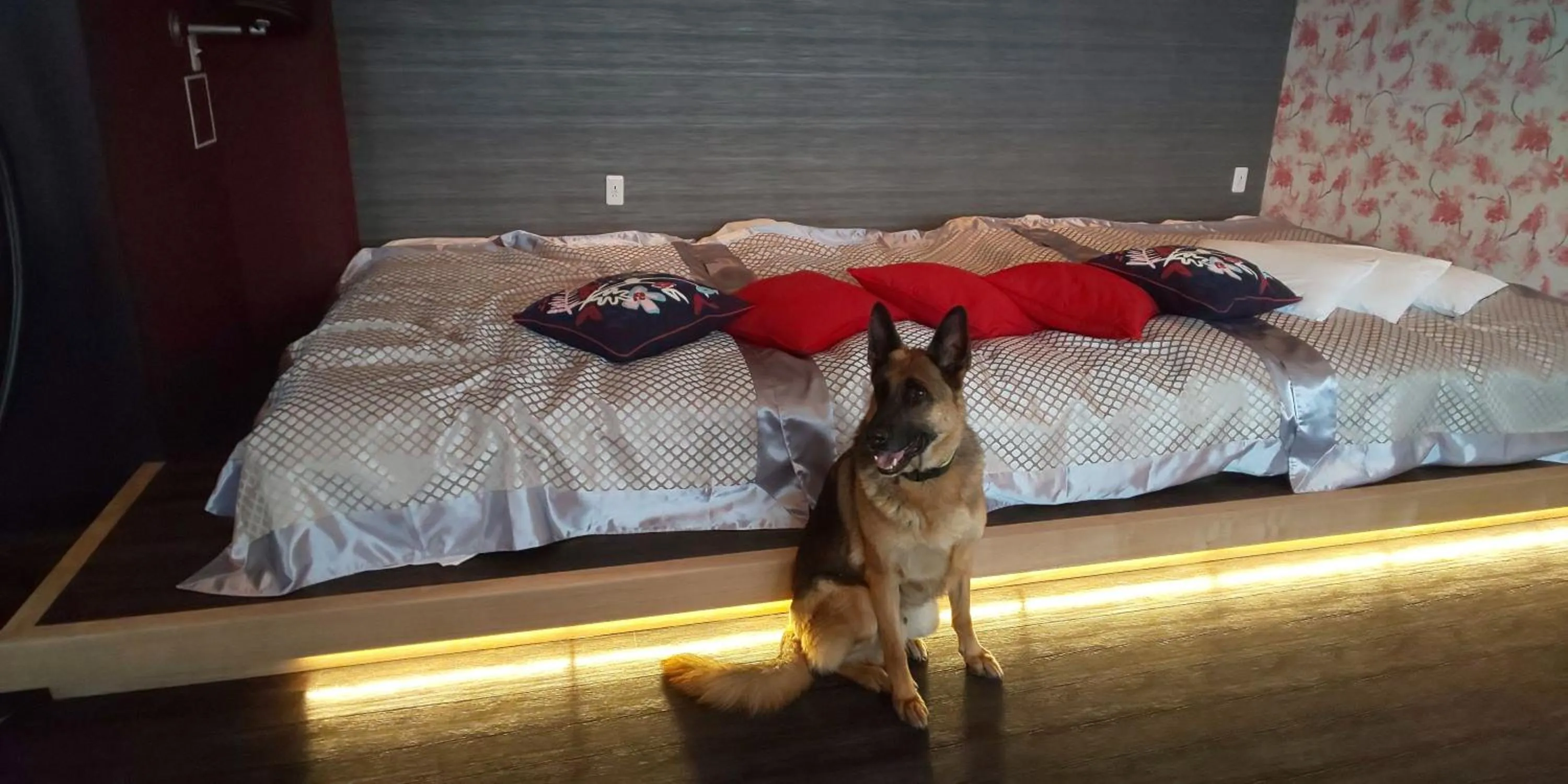 Hakone Gora Guam Dog