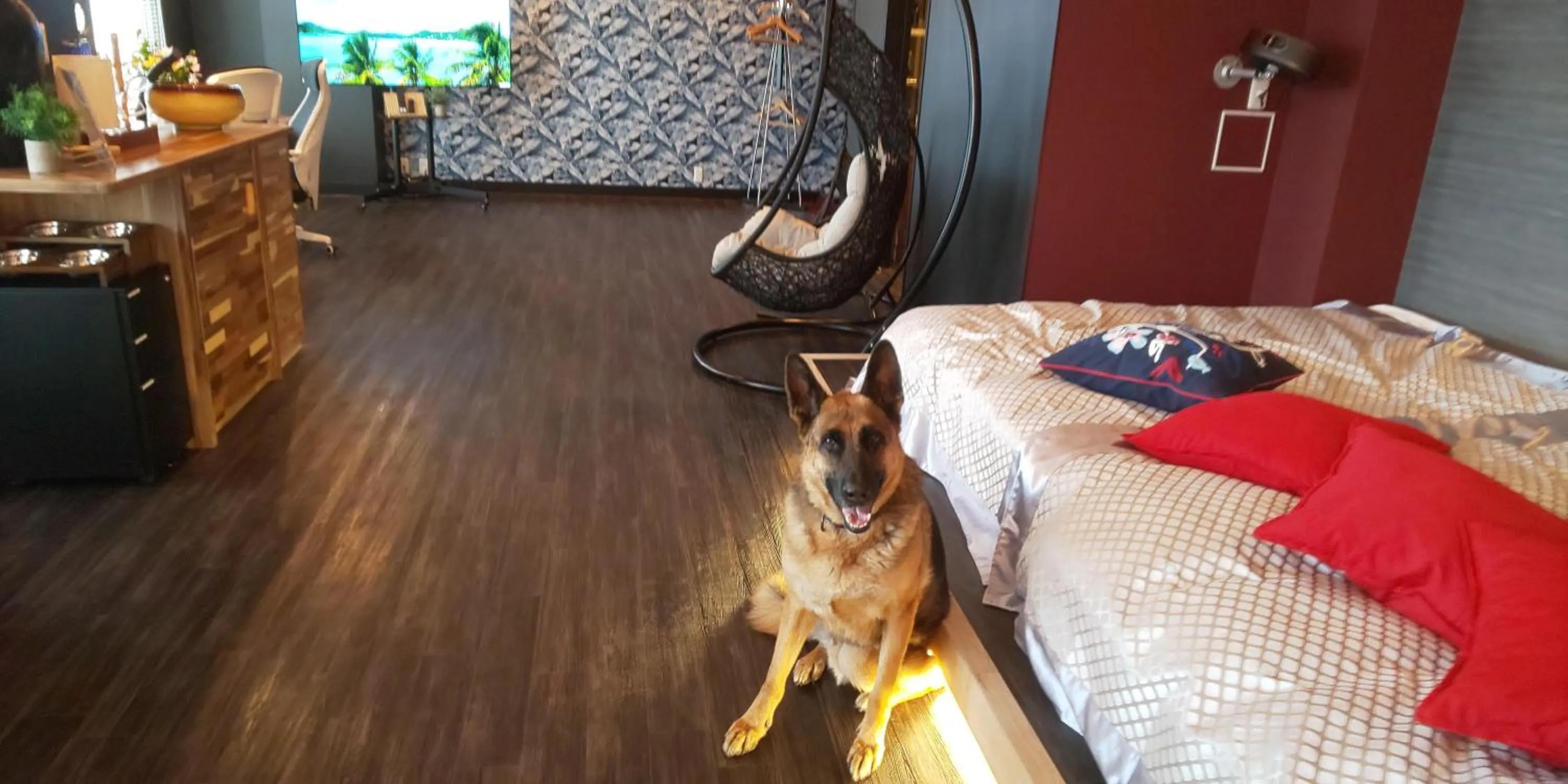 Hakone Gora Guam Dog