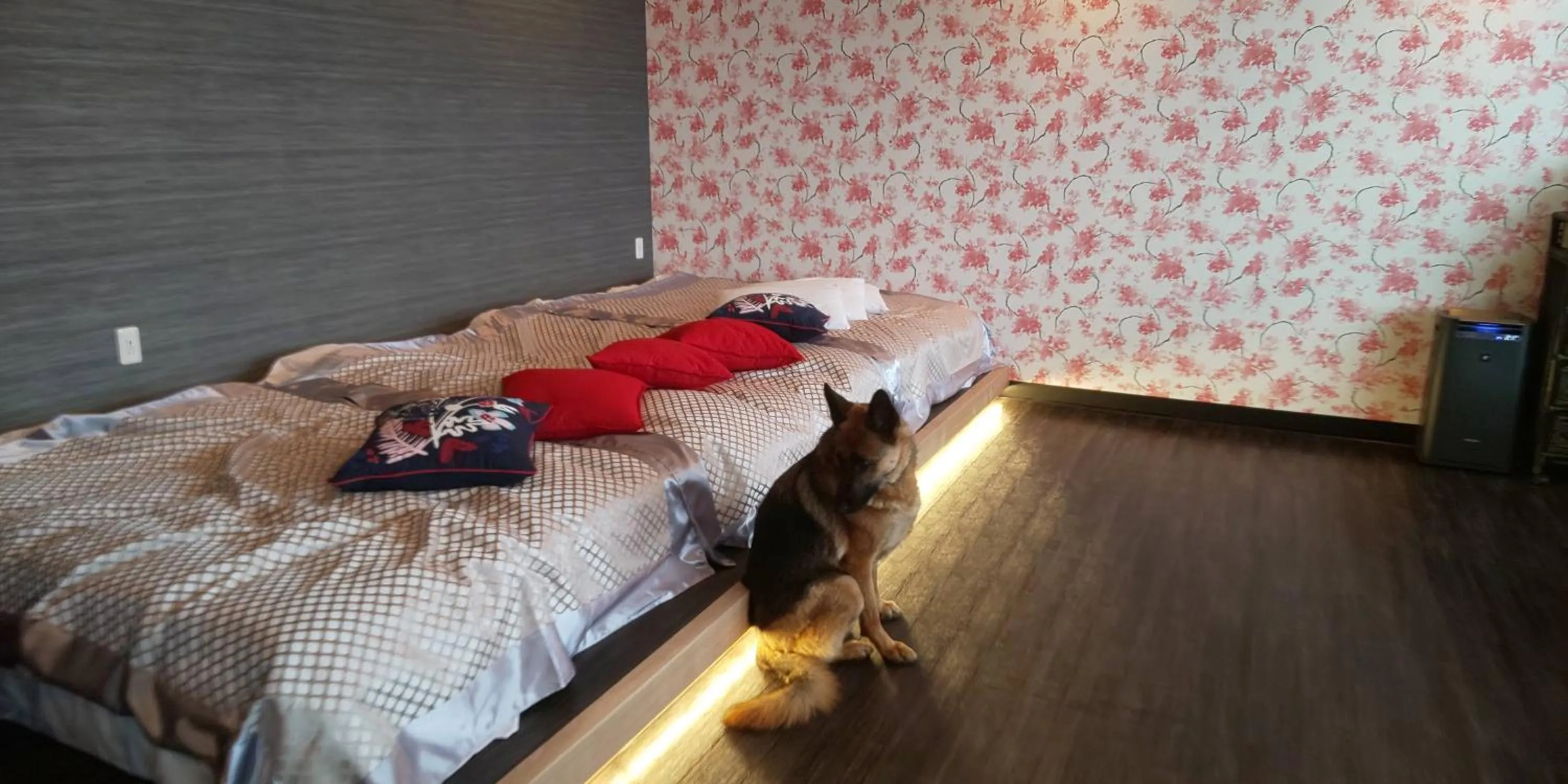 Hakone Gora Guam Dog